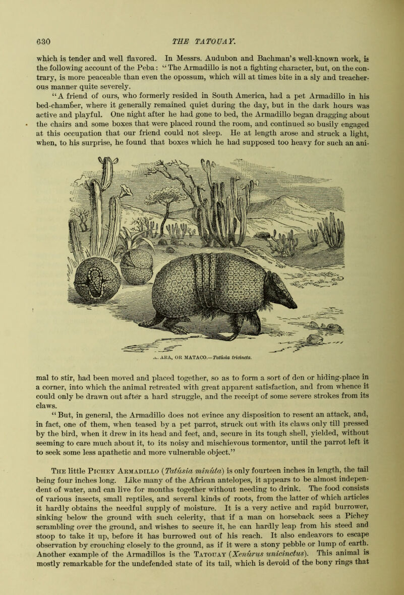 which is tender and well flavored. In Messrs. Audubon and Bachman’s well-known work, is the following account of the Peba: ‘‘ The Armadillo is not a fighting character, but, on the con- trary, is more peaceable than even the opossum, which will at times bite in a sly and treacher- ous manner quite severely. “A friend of ours, who formerly resided in South America, had a pet Armadillo in his bed-chamber, where it generally remained quiet during the day, but in the dark hours was active and playful. One night after he had gone to bed, the Armadillo began dragging about the chairs and some boxes that were placed round the room, and continued so busily engaged at this occupation that our friend could not sleep. He at length arose and struck a light, when, to his surprise, he found that boxes which he had supposed too heavy for such an ani- mal to stir, had been moved and placed together, so as to form a sort of den or hiding-place in a corner, into which the animal retreated with great apparent satisfaction, and from whence it could only be drawn out after a hard struggle, and the receipt of some severe strokes from its claws. “But, in general, the Armadillo does not evince any disposition to resent an attack, and, in fact, one of them, when teased by a pet parrot, struck out with its claws only till pressed by the bird, when it drew in its head and feet, and, secure in its tough shell, yielded, without seeming to care much about it, to its noisy and mischievous tormentor, until the parrot left it to seek some less apathetic and more vulnerable object.” The little Pichey Aemadillo {Tatusia minuta) is only fourteen inches in length, the tail being four inches long. Like many of the African antelopes, it appears to be almost indepen- dent of water, and can live for months together without needing to drink. The food consists of various insects, small reptiles, and several kinds of roots, from the latter of which articles it hardly obtains the needful supply of moisture. It is a very active and rapid burrower, sinking below the ground with such celerity, that if a man on horseback sees a Pichey scrambling over the ground, and wishes to secure it, he can hardly leap from his steed and stoop to take it up, before it has burrowed out of his reach. It also endeavors to escape observation by crouching closely to the ground, as if it were a stony pebble or lump of earth. Another example of the Armadillos is the Tatouay {Xenurus unicinctus). This animal is mostly remarkable for the undefended state of its tail, which is devoid of the bony rings that