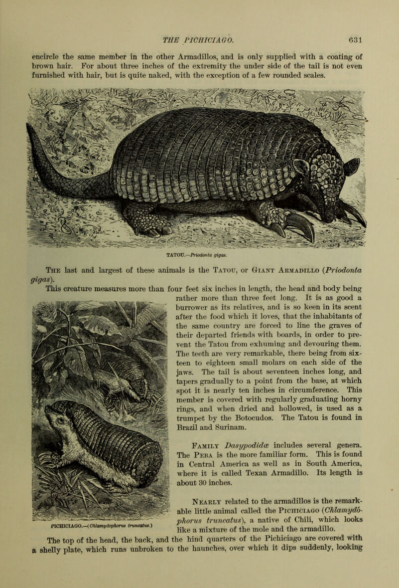 encircle the same member in the other Armadillos, and is only supplied with a coating of brown hair. For about three inches of the extremity the under side of the tail is not even furnished with hair, but is quite naked, with the exception of a few rounded scales. TKTOV.—Priodonta gigas. The last and largest of these animals is the Tatou, or Giant Akmadillo {Priodonta gigas). This creature measures more than four feet six inches in length, the head and body being rather more than three feet long. It is as good a burrower as its relatives, and is so keen in its scent after the food which it loves, that the inhabitants of the same country are forced to line the graves of their departed friends with boards, in order to pre- vent the Tatou from exhuming and devouring them. The teeth are very remarkable, there being from six- teen to eighteen small molars on each side of the jaws. The tail is about seventeen inches long, and tapers gradually to a point from the base, at which spot it is nearly ten inches in circumference. This member is covered with regularly graduating homy rings, and when dried and hollowed, is used as a trumpet by the Botocudos. The Tatou is found in Brazil and Surinam. Family Dasypodida includes several genera. The Peba is the more familiar form. This is found in Central America as well as in South America, where it is called Texan Armadillo. Its length is about 30 inches. Neaely related to the armadillos is the remark- able little animal called the Pichiciago {Ghlamydb- pTiorus truncatus), a native of Chili, which looks like a mixture of the mole and the armadillo. The top of the head, the back, and the hind quarters of the Pichiciago are covered with shelly plate, which runs unbroken to the haunches, over which it dips suddenly, looking eVMlClkGO.—(CMamydophorm truneatvs.)