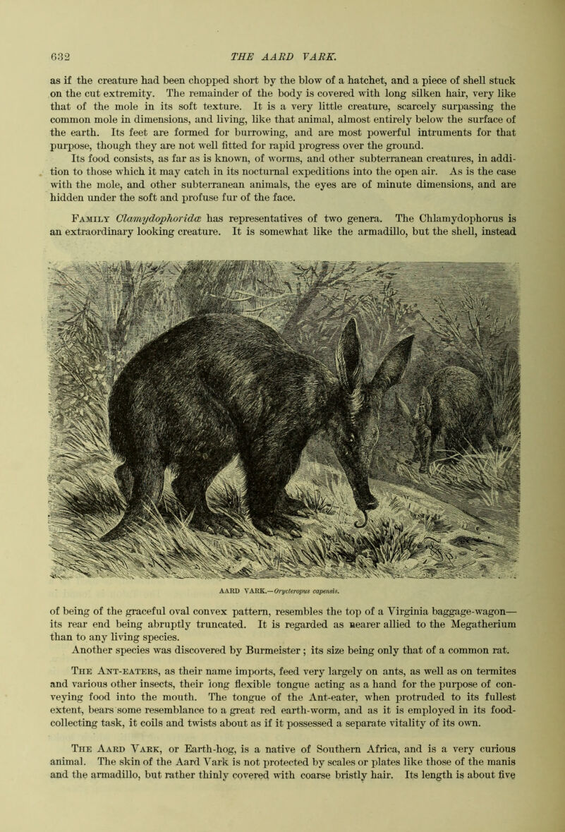 as if the creature had been chopped short by the blow of a hatchet, and a piece of shell stuck on the cut extremity. The remainder of the body is covered with long silken hair, very like that of the mole in its soft texture. It is a very little creature, scarcely surpassing the common mole in dimensions, and living, like that animal, almost entirely below the surface of the earth. Its feet are formed for burrowing, and are most powerful intruments for that purpose, though they are not well fitted for rapid progress over the ground. Its food consists, as far as is known, of worms, and other subterranean creatures, in addi- tion to those which it may catch in its nocturnal expeditions into the open air. As is the case with the mole, and other subterranean animals, the eyes are of minute dimensions, and are hidden under the soft and profuse fur of the face. Family ClamydopTioridce has representatives of two genera. The Chlamydophorus is an extraordinary looking creature. It is somewhat like the armadillo, but the shell, instead AARD \ARK.—Orycteropus capensis. of being of the graceful oval convex pattern, resembles the top of a Virginia baggage-wagon— its rear end being abruptly truncated. It is regarded as nearer allied to the Megatherium than to any living species. Another species was discovered by Burmeister; its size being only that of a common rat. The Ant-eaters, as their name imports, feed very largely on ants, as well as on termites and various other insects, their long flexible tongue acting as a hand for the purpose of con- veying food into the mouth. The tongue of the Ant-eater, when protruded to its fullest extent, bears some resemblance to a great red earth-worm, and as it is employed in its food- collecting task, it coils and twists about as if it possessed a separate vitality of its own. The Aard Vark, or Earth-hog, is a native of Southern Africa, and is a very curious animal. The skin of the Aard Vark is not protected by scales or plates like those of the manis and the armadillo, but rather thinly covered with coarse bristly hair. Its length is about five