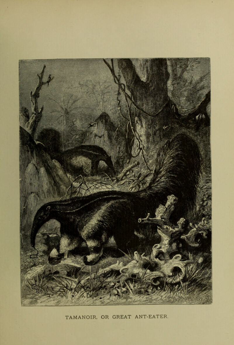 TAMANOIR, OR GREAT ANT-EATER