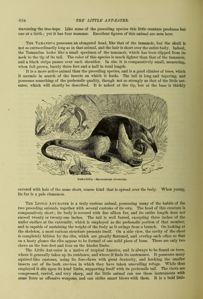 traversing the tree-tops. like some of the preceding species this little creature produces but one at a birth ; yet it has four mammae. Excellent figures of this animal are seen here. The Tamahdua possesses an elongated head, like that of the tamanoir, but the skull is not so extraordinarily long as in that animal, and the hair is short over the entire body. Indeed, the Tamandua looks like a small specimen of the tamanoir, which has been clipped from its neck to the tip of its tail. The color of this species is much lighter than that of the tamanoir, and a black stripe passes over each shoulder. In size it is comparatively small, measuring, when full grown, barely three feet and a half in total length. It is a more active animal than the preceding species, and is a good climber of trees, which it ascends in search of the insects on which it feeds. The tail is long and tapering, and possesses something of the prehensile quality, though not so strongly as that of the little ant- eater, which will shortly be described. It is naked at the tip, but at the base is thickly TAMANDUA.—ifyrwcojoAafl'a Utradactyla. covered with hair of the same short, coarse kind that is spread over the body. When young, its fur is a pale cinnamon. The Little Ant-eater is a truly curious animal, possessing many of the habits of the two preceding animals, together with several customs of its own. The head of this creature is comparatively short; its body is covered with fine silken fur, and its entire length does not exceed twenty or twenty-one inches. The tail is well furred, excepting three inches of the under surface at the extremity, which is employed as the prehensile portion of that member, and is capable of sustaining the weight of the body as it swings from a branch. On looking at the skeleton, a most curious structure presents itself. On a side view, the cavity of the chest is completely hidden by the ribs, which are greatly flattened, and overlap each other so that on a hasty glance the ribs appear to be formed of one solid piece of bone. There are only two claws on the fore-feet and four on the hinder limbs. The Little Ant-eater is a native of tropical America, and is always to be found on trees, where it generally takes up its residence, and where it finds its sustenance. It possesses many squirrel-like customs, using its fore-claws with great dexterity, and hooking the smaller insects out of the bark crevices in which they have taken unavailing refuge. While thus employed it sits upon its hind limbs, supporting itself with its prehensile tail. The claws are compressed, curved, and very sharp, and the little animal can use these instruments with some force as offensive weapons, and can strike smart blows with them. It is a bold little