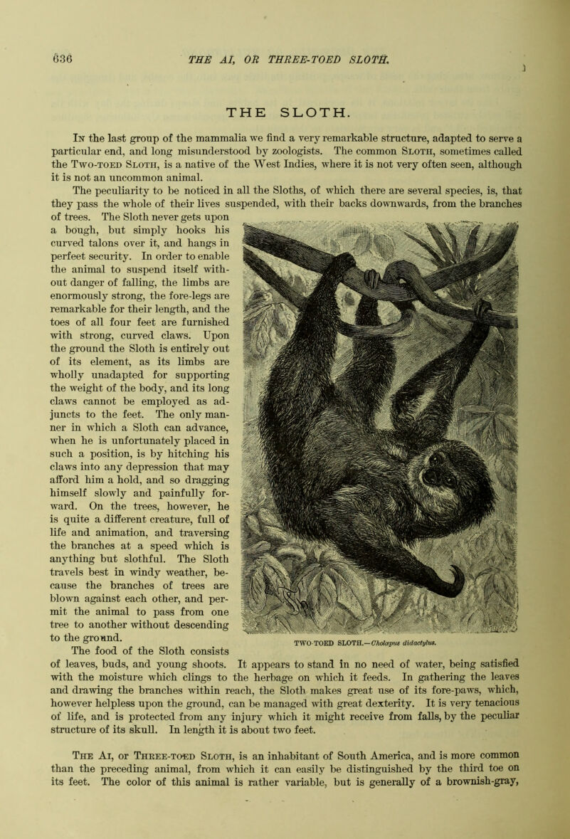 THE SLOTH. In the last group of the mammalia we find a very remarkable structure, adapted to serve a particular end, and long misunderstood by zoologists. The common Sloth, sometimes called the Two-toed Sloth, is a native of the West Indies, where it is not very often seen, although it is not an uncommon animal. The peculiarity to be noticed in all the Sloths, of which there are several species, is, that they pass the whole of their lives suspended, with their backs downwards, from the branches of trees. The Sloth never gets upon a bough, but simply hooks his curved talons over it, and hangs in perfeet security. In order to enable the animal to suspend itself with- out danger of falling, the limbs are enormously strong, the fore-legs are remarkable for their length, and the toes of all four feet are furnished with strong, curved claws. Upon the ground the Sloth is entirely out of its element, as its limbs are wholly unadapted for supporting the weight of the body, and its long claws cannot be employed as ad- juncts to the feet. The only man- ner in which a Sloth can advance, when he is unfortunately placed in such a position, is by hitching his claws into any depression that may afford him a hold, and so dragging himself slowly and painfully for- ward. On the trees, however, he is quite a different creature, full of life and animation, and traversing the branches at a speed which is anything but slothful. The Sloth travels best in windy weather, be- cause the branches of trees are blown against each other, and per- mit the animal to pass from one tree to another without descending to the ground. The food of the Sloth consists of leaves, buds, and young shoots. It appears to stand in no need of water, being satisfied with the moisture which clings to the herbage on which it feeds. In gathering the leaves and drawing the branches within reach, the Sloth makes great use of its fore-paws, which, however helpless upon the ground, can be managed with great dexterity. It is very tenacious of life, and is protected from any injury which it might receive from falls, by the peculiar structure of its skull. In len^h it is about two feet. TWO TOED SLOTS..—Clwlmpm didactylus. The Ai, or Three-toed Sloth, is an inhabitant of South America, and is more common than the preceding animal, from which it can easily be distinguished by the third toe on its feet. The color of this animal is rather variable, but is generally of a brownish-gray,