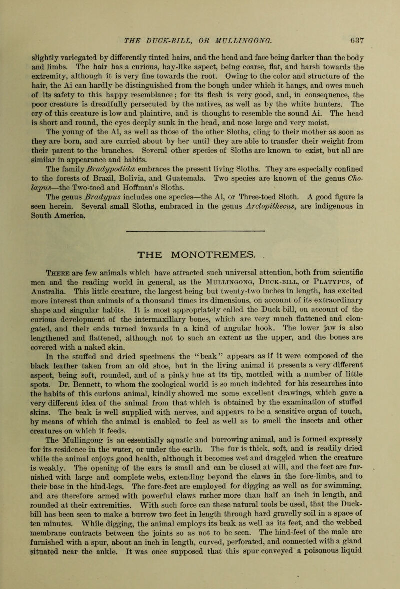 slightly variegated by differently tinted hairs, and the head and face being darker than the body and limbs. The hair has a curious, hay-like aspect, being coarse, flat, and harsh towards the extremity, although it is very flne towards the root. Owing to the color and structure of the hair, the Ai can hardly be distinguished from the bough under which it hangs, and owes much of its safety to this happy resemblance; for its flesh is very good, and, in consequence, the poor creature is dreadfully persecuted by the natives, as well as by the white hunters. The cry of this creature is low and plaintive, and is thought to resemble the sound Ai. The head is short and round, the eyes deeply sunk in the head, and nose large and very moist. The young of the Ai, as well as those of the other Sloths, cling to their mother as soon as they are born, and are carried about by her until they are able to transfer their weight from their parent to the branches. Several other species of Sloths are known to exist, but all are similar in appearance and habits. The family Bradypodidce embraces the present living Sloths. They are especially conflned to the forests of Brazil, Bolivia, and Guatemala. Two species are known of the genus Cho- loepus—the Two-toed and Hoffman’s Sloths. The genus Bradypus includes one species—the Ai, or Three-toed Sloth. A good figure is seen herein. Several small Sloths, embraced in the genus Arctopithecus, are indigenous in South America. THE MONOTREMES. . Theke are few animals which have attracted such universal attention, both from scientific men and the reading world in general, as the Mullingong, Duck-bill, or Platypus, of Australia. This little creature, the largest being but twenty-two inches in length, has excited more interest than animals of a thousand times its dimensions, on account of its extraordinary shape and singular habits. It is most appropriately called the Duck-bill, on account of the curious development of the intermaxillary bones, which are very much flattened and elon- gated, and their ends turned inwards in a kind of angular hook. The lower jaw is also lengthened and flattened, although not to such an extent as the upper, and the bones are covered with a naked skin. In the stuffed and dried specimens the “beak” appears as if it were composed of the black leather taken from an old shoe, but in the living animal it presents a very different aspect, being soft, rounded, and of a pinky hue at its tip, mottled with a number of little spots. Dr. Bennett, to whom the zoological world is so much indebted for his researches into the habits of this curious animal, kindly showed me some excellent drawings, which gave a very different idea of the animal from that which is obtained by the examination of stuffed skins. The beak is well supplied with nerves, and appears to be a sensitive organ of touch, by means of which the animal is enabled to feel as well as to smell the insects and other creatures on which it feeds. The MuUingong is an essentially aquatic and burrowing animal, and is formed expressly for its residence in the water, or under the earth. The fur is thick, soft, and is readily dried while the animal enjoys good health, although it becomes wet and draggled when the creature is weakly. The opening of the ears is small and can be closed at will, and the feet are fur- nished with large and complete webs, extending beyond the claws in the fore-limbs, and to their base in the hind-legs. The fore-feet are employed for digging as well as for swimming, and are therefore armed with powerful claws rather more than half an inch in length, and rounded at their extremities. With such force can these natural tools be used, that the Duck- bill has been seen to make a burrow two feet in length through hard gravelly soil in a space of ten minutes. While digging, the animal employs its beak as well as its feet, and the webbed membrane contracts between the joints so as not to be seen. The hind-feet of the male are furnished with a spur, about an inch in length, curved, perforated, and connected with a gland situated near the ankle. It was once supposed that this spur conveyed a poisonous liquid