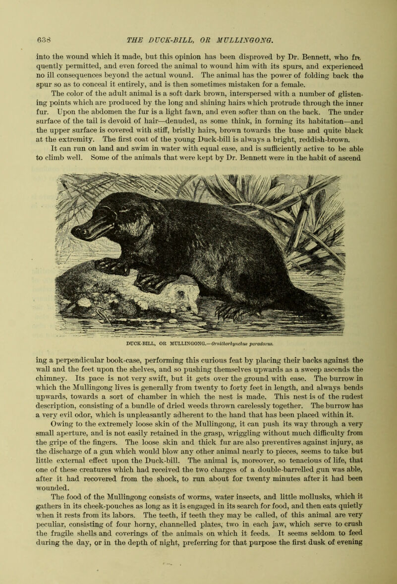 into the wound which it made, but this opinion has been disproved by Dr. Bennett, who frt quently permitted, and even forced the animal to wound him with its spurs, and experienced no ill consequences beyond the actual wound. The animal has the power of folding back the spur so as to conceal it entirely, and is then sometimes mistaken for a female. The color of the adult animal is a soft dark brown, interspersed with a number of glisten- ing points which are produced by the long and shining hairs which protrude through the inner fur. Upon the abdomen the fur is a light fawn, and even softer than on the back. The under surface of the tail is devoid of hair—denuded, as some think, in forming its habitation—and the upper surface is covered with stiff, bristly hairs, brown towards the base and quite black at the extremity. The first coat of the young Duck-bill is always a bright, reddish-brown. It can run on land and swim in water with equal ease, and is sufficiently active to be able to climb well. Some of the animals that were kept by Dr. Bennett were in the habit of ascend DUCK-BUiL, OR ’MULLINGONG.—Ornithorhynchus paradonis. ing a perpendicular book-case, performing this curious feat by placing their backs against the wall and the feet upon the shelves, and so pushing themselves upwards as a sweep ascends the chimney. Its pace is not very swift, but it gets over the ground with ease. The burrow in which the Mullingong lives is generally from twenty to forty feet in length, and always bends upwards, towards a sort of chamber in which the nest is made. This nest is of the rudest description, consisting of a bundle of dried weeds thrown carelessly together. The burrow has a very evil odor, which is unpleasantly adherent to the hand that has been placed within it. Ovdng to the extremely loose skin of the Mullingong, it can push its way through a very small aperture, and is not easily retained in the grasp, wriggling without much difficulty from the gripe of the fingers. The loose skin and thick fur are also preventives against injury, as the discharge of a gun which would blow any other animal nearly to pieces, seems to take but little external effect upon the Duck-bill. The animal is, moreover, so tenacious of life, that one of these creatures which had received the two charges of a double-barrelled gun was able, after it had recovered from the shock, to run about for twenty minutes after it had been wounded. Tlie food of the Mullingong consists of worms, water insects, and little mollusks, which it gathers in its cheek-pouches as long as it is engaged in its search for food, and then eats quietly when it rests from its labors. The teeth, if teeth they may be called, of this animal are very peculiar, consisting of four homy, channelled plates, two in each jaw, which serve to crush the fragile shells and coverings of the animals on which it feeds. It seems seldom to feed during the day, or in the depth of night, preferring for that purpose the first dusk of evening