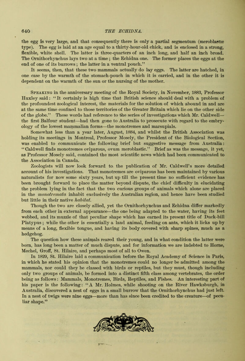 the egg is very large, and that consequently there is only a partial segmentum (meroblastic type). The egg is laid at an age equal to a thirty-hour-old chick, and is enclosed in a strong, flexible, white shell. The latter is three-quarters of an inch long, and half an inch broad. The Omithorhynchus lays two at a time; the Echidna one. The former places the eggs at the end of one of its burrows ; the latter in a ventral pouch.” It seems, then, that these two mammals actually do lay eggs. The latter are hatched, in one case by the warmth of the stomach-pouch in which it is carried, and in the other it is dependent on the warmth of the sun or the nursing of the mother. Speaking in the anniversary meeting of the Royal Society, in November, 1883, Professor Huxley said: “It certainly is high time that British science should deal with a problem of the profoundest zoological interest, the materials for the solution of which abound in and are at the same time confined to those territories of the Greater Britain which lie on the other side of the globe.” These words had reference to the series of investigations which Mr. Caldwell— the first Balfour student—had then gone to Australia to prosecute with regard to the embry- ology of the lowest mammalian forms—the monotremes and marsupials. Somewhat less than a year later, August, 1884, and whilst the British Association was holding its meetings in Montreal, Professor Mosely, the President of the Biological Section, was enabled to communicate the following brief but suggestive message from Australia: “Caldwell finds monotremes oviparous, ovum meroblastic.” Brief as was the message, it yet, as Professor Mosely said, contained the most scientific news which had been communicated to the Association in Canada. Zoologists will now look forward to. the publication of Mr. Caldwell’s more detailed account of his investigations. That monotremes are oviparous has been maintained by various naturalists for now some sixty years, but up till the present time no sufficient evidence has been brought forward to place the matter beyond dispute, the chief difficulty in elucidating the problem lying in the fact that the two curious groups of animals which alone are placed in the monotremata inhabit exclusively the Australian region, and hence have been studied but little in their native habitat. Though the two are closely allied, yet the Omithorhynchus and Echidna differ markedly from each other in external appearance—the one being adapted to the water, having its feet webbed, and its muzzle of that peculiar shape which has earned its present title of Duck-bill Platypus ; while the other is essentially a land animal, feeding on ants, which it licks up by means of a long, flexible tongue, and having its body covered with sharp spines, much as a hedgehog. The question how these aniinals reared their young, and in what condition the latter were bom, has long been a matter of much dispute, and for information we are indebted to Horne, Mechel, Groff, St. Hilaire, and perhaps most of all to Owen. In 1829, St. Hilaire laid a communication before the Royal Academy of Science in Paris, in which he stated his opinion that the monotremes could no longer be admitted among the mammals, nor could they be classed with birds or reptiles, but they must, though including only two gToups of animals, be formed into a distinct fifth class among vertebrates, the order being as follows: Mammals, Monotremes, Birds, Reptiles, and Fishes. An interesting part of his paper is the following: “A Mr. Holmes, while shooting on the River Hawksburgh, in Australia, discovered a nest of eggs in a small burrow that the Omithorhynchus had just left. In a nest of twigs were nine eggs—more than has since been credited to the creature—of pecu- liar shape.”