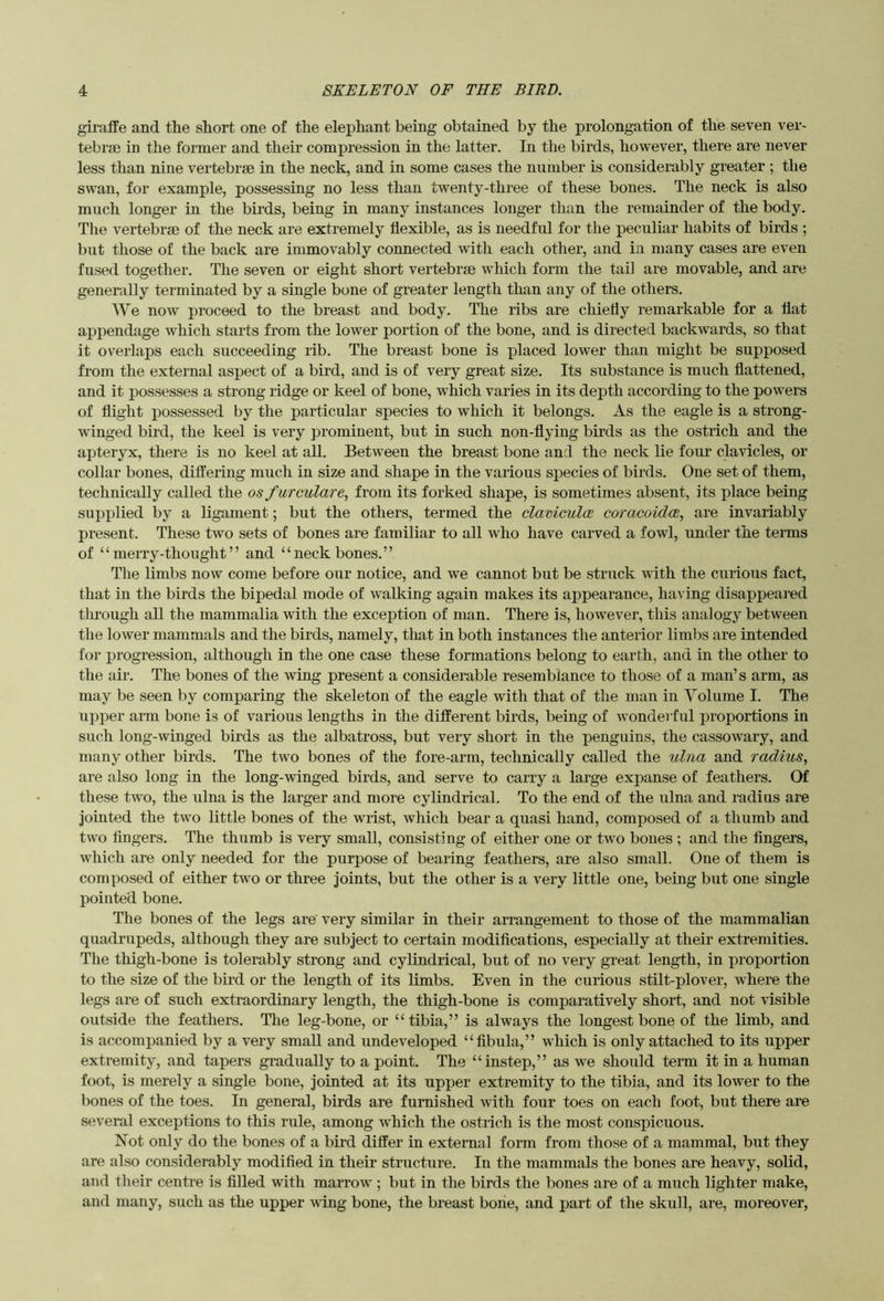 giraffe and the short one of the elephant being obtained by the prolongation of the seven ver- tebrae in the former and their compression in the latter. In the birds, however, there are never less than nine vertebrae in the neck, and in some cases the number is considerably greater ; the swan, for example, possessing no less than twenty-three of these bones. The neck is also much longer in the birds, being in many instances longer than the remainder of the body. The vertebrae of the neck are extremely flexible, as is needful for the peculiar habits of birds ; but those of the back are immovably connected with each other, and in many cases are even fused together. The seven or eight short vertebrae which form the tail are movable, and are generally terminated by a single bone of greater length than any of the others. We noAv proceed to the breast and body. The ribs are chiefly remarkable for a flat appendage which starts from the lower portion of the bone, and is directed backwards, so that it overlaps each succeeding rib. The breast bone is placed lower than might be supposed from the external aspect of a bird, and is of very great size. Its substance is much flattened, and it possesses a strong ridge or keel of bone, which varies in its depth according to the powers of flight possessed by the particular species to which it belongs. As the eagle is a strong- wunged bird, the keel is very prominent, but in such non-flying birds as the ostrich and the apteryx, there is no keel at all. Between the breast bone and the neck lie four clavicles, or collar bones, differing much in size and shape in the various species of birds. One set of them, technically called the os fur culare, from its forked shape, is sometimes absent, its place being supplied by a ligament; but the others, termed the claviculce coracoidce, are invariably present. These two sets of bones are familiar to all who have carved a fowl, under the terms of “merry-thought” and “neck bones.” The limbs now come before our notice, and we cannot but be struck wdth the curious fact, that in the birds the bipedal mode of walking again makes its appearance, having disappeared tlu’ough all the mammalia with the exception of man. There is, however, this analogy between the lower mammals and the birds, namely, that in both instances the anterior limbs are intended for progression, although in the one case these formations belong to earth, and in the other to the air. The bones of the wing present a considerable resemblance to those of a man’s arm, as may be seen by comparing the skeleton of the eagle with that of the man in Volume I. The upper arm bone is of various lengths in the different birds, being of wonderful proportions in such long-winged birds as the albatross, but very short in the penguins, the cassowary, and many other birds. The two bones of the fore-arm, technically called the ulna and radius., are also long in the long-winged birds, and serve to carry a large expanse of feathers. Of these two, the ulna is the larger and more cylindrical. To the end of the ulna and radius are jointed the two little bones of the wrist, which bear a quasi hand, composed of a thumb and two Angers. The thumb is very small, consisting of either one or two bones ; and the fingers, which are only needed for the purpose of bearing feathers, are also small. One of them is composed of either two or three joints, but the other is a very little one, being but one single pointed bone. The bones of the legs are very similar in their arrangement to those of the mammalian quadrupeds, although they are subject to certain modifications, especially at their extremities. The thigh-bone is tolerably strong and cylindrical, but of no very great length, in proportion to the size of the bird or the length of its limbs. Even in the curious stilt-plover, where the legs are of such extraordinary length, the thigh-bone is comparatively short, and not visible outside the feathers. The leg-bone, or “tibia,” is always the longest bone of the limb, and is accompanied by a very small and undeveloped “fibula,” which is only attached to its upper extremity, and tapers gradually to a point. The “instep,” as we should term it in a human foot, is merely a single bone, jointed at its upper extremity to the tibia, and its lower to the bones of the toes. In general, birds are furnished with four toes on each foot, but there are several exceptions to this rule, among which the ostrich is the most conspicuous. Not only do tlie bones of a bird differ in external form from those of a mammal, but they are also considerably modified in their structure. In the mammals the bones are heavy, solid, and their centre is filled with marrow ; but in the birds the bones are of a much lighter make, and many, such as the upper wing bone, the breast bone, and part of the skull, are, moreover,