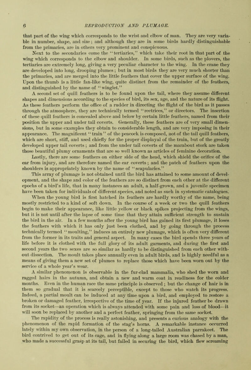 that part of the wing which corresponds to the wrist and elbow of man. They are very varia- ble in number, shape, and size; and although they are in some birds hardly distinguishable from the primaries, are in others very prominent and consiucuous. Next to the secondaries come the “ tertiaries,” which take their root in that part, of the wing which corresponds to the elbow and shoulder. In some birds, such as the plovers, the teitiaries are extremely long, giving a very peculiar character to the wing. In the crane they are developed into long, drooping plumes ; but in most birds they are very much shorter tliau the primaries, and are merged into the little feathers that cover the upper surface of the wing. Upon the thumb is a little fan-like wing, quite distinct from the remainder of the feathers, and distinguished by the name of “ winglet.” A second set of quill feathers is to be found upon the tail, where they assume different shapes and dimensions according to the species of bird, its sex, age, and the nature of its flight. As these feathers perform the office of a rudder in directing the flight of the bird as it passes through the atmosphere, they are technically termed “rectrices,” or directors. The insertion of these quill feathers is concealed above and below by certain little feathers, named from their position the upper and under tail coverts. Generally, these feathers are of very small dimen- sions, but in some examples they obtain to considerable length, and are very imposing in their appearance. The magnificent “train ” of the peacock is composed, not of the tail quill feathers, which are short, stiff, and used chiefly for the proper displayal of the train, but of the greatly developed upper tail coverts ; and from the under tail coverts of the marabout stork are taken those beautiful plumy ornaments that are so well known as articles of feminine decoration. Lcistly, there are some feathers on either side of the head, which shield the orifice of the ear from injury, and are therefore named the ear coverts ; and the patch of feathers upon the shoulders is appropriately Imown by the name of “ scapularies.” This array of plumage is not obtained until the bird has attained to some amount of devel- opment, and the shape and color of the feathers are so distinct from each other at the different epochs of a bird’s life, that in many instances an adult, a half-grown, and a Juvenile specimen have been taken for individuals of different species, and noted as such in systematic catalogues. When the young bird is first hatched its feathers are hardly worthy of the name, being mostly restricted to a kind of soft down. In the course of a week or two the quill feathers begin to make their appearance, like little yellow or black spikes projecting from the wings, but it is not until after the lapse of some time that they attain sufficient strength to sustain the bird in the air. In a few months after the young bird has gained its first plumage, it loses the feathers with which it has only just been clothed, and by going through the process technically termed “moulting,” induces an entirely new plumage, which is often very different from the form^er in its traits and general aspect. In many cases the bird spends three years of life before it is clothed with the fall glory of its adult garments, and during the first and second years the two sexes are so similar as hardly to be distinguished from each other with- out dissection. The moult takes place annually even in adult birds, and is Mghly needful as a means of giving them a new set of plumes to replace those wliich have been worn out by the service of a whole year’s wear. A similar phenomenon is observable in the fur-clad mammalia, who shed the worn and ragged hairs in the autumn, and obtain a new and warm coat in readiness for the colder months. Even in the human race the same principle is observed ; but the change of hair is in them so gradual that it is scarcely perceptible, except to those who watch its progress. Indeed, a partial moult can be induced at any time upon a bird, and employed to restore a broken or damaged feather, irrespective of the time of year. If the injured feather be drawn from its socket—an operation which is always attended with some pain and loss of blood—it will soon be replaced by another and a perfect feather, springing from the same socket. The mpidity of the process is really astonisliing, and presents a curious analogy with the phenomenon of the rapid formation of the stag’s horns. A remarkable instance occurred lately within my own observation, in the person of a long-tailed Australian parrakeet. The bird contrived to get out of its cage, and in flying along a large room was chased by a man, who made a successful grasp at its tail, but failed in securing the bird, which flew screaming
