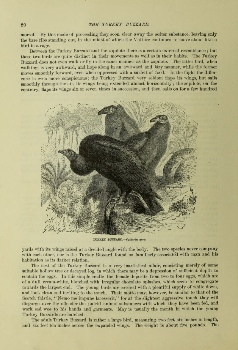 morsel. By this mode of proceeding they soon clear away the softer substance, leaving only the bare ribs standing out, in the midst of which the Vulture continues to move about like a bird in a cage. Between the Turkey Buzzard and the zopilote there is a certain external resemblance ; but these two birds are quite distinct in their movements as well as in their habits. The Turkey Buzzard does not even walk or lly in the same manner as the zopilote. The latter bird, when walking, is very awkward, and hops along in an awkward and lazy manner, while the former moves smoothly forward, even when oppressed with a surfeit of food. In the flight the differ- ence is even more conspicuous: the Turkey Buzzard very seldom flaps its wings, but sails smoothly through the air, its wings being extended almost horizontally; the zopilote, on the contrary, flaps its wings six or seven times in succession, and then sails on for a few hundred TURKEY 'RXSZZAR'D.—Cathartes aura. yards with its wings raised at a decided angle with the body. The two species never company with each other, nor is the Turkey Buzzard found so familiarly associated with man and his habitation as its darker relation. Tlie nest of the Turkey Buzzard is a very inartistical affair, consisting merely of some suitable hollow tree or decayed log, in which there may be a depression of sufficient depth to contain the eggs. In this simple cradle the female deposits from two to four eggs, Avhich are of a dull cream-white, blotched with irregular chocolate splashes, which seem to congregate towards the largest end. The young birds are covered with a plentiful supply of white down, and look clean and inviting to the touch. Their motto may, however, be similar to that of the Scotch thistle, “Nemo me impune lacesserit,” for at the slightest aggressive touch they will disgorge over the offender the putrid animal substances with which they have been fed, and work sad woe to his hands and garments. May is usually the month in which the young Turkey Buzzards are hatched. The adult Turkey Buzzard is rather a large bird, measuring two feet six inches in length, and six feet ten inches across the expanded wings. Tlie weight is about five pounds. The