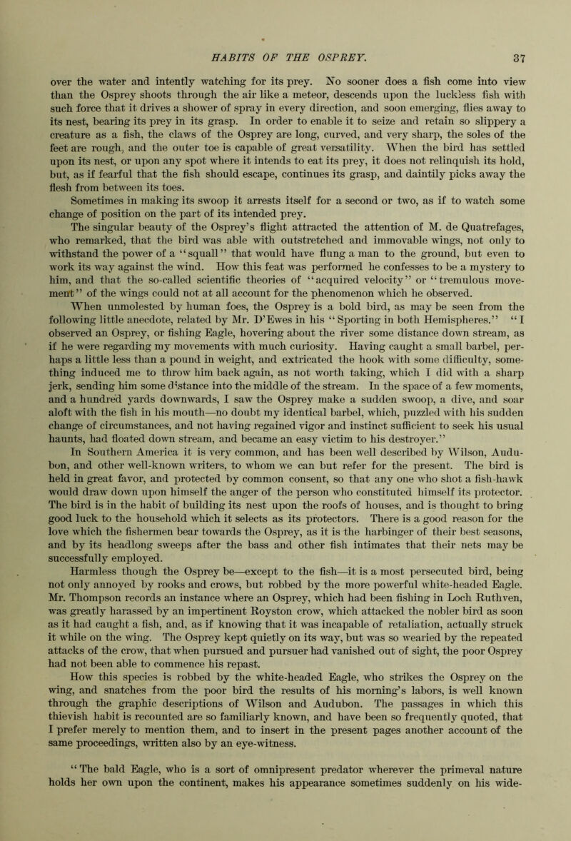 over the water and intently watching for its prey. No sooner does a fish come into view than the Osprey shoots through the air like a meteor, descends upon the luckless fish with such force that it drives a shower of spray in every direction, and soon emerging, flies away to its nest, bearing its prey in its grasp. In order to enable it to seize and retain so slippery a creature as a fish, the claws of the Osprey are long, curved, and very sharp, the soles of the feet are rough, and the outer toe is capable of great versatility. When the bird has settled upon its nest, or upon any spot where it intends to eat its prey, it does not relinquish its hold, but, as if fearful that the fish should escape, continues its grasp, and daintily picks away the flesh from between its toes. Sometimes in making its swoop it arrests itself for a second or two, as if to watch some change of position on the part of its intended prey. The singular beauty of the Osprey’s flight attracted the attention of M. de Quatrefages, who remarked, that the bird was able with outstretched and immovable wings, not only to withstand the power of a “squall” that would have flung a man to the ground, but even to work its way against the wind. How this feat was performed he confesses to be a mystery to him, and that the so-called scientific theories of “acquired velocity” or “tremulous move- ment” of the wings could not at all account for the phenomenon which he observed. When unmolested by human foes, the Osprey is a bold bird, as may be seen from the following little anecdote, related by Mr. D’Ewes in his “ Sporting in both Hemispheres.” “ I observed an Osprey, or fishing Eagle, hovering about the river some distance down stream, as if he were regarding my movements with much curiosity. Having caught a small barbel, per- haps a little less than a pound in weight, and extricated the hook with some difficulty, some- thing induced me to throw him back again, as not worth taking, which I did with a sharp jerk, sending him some d’'stance into the middle of the stream. In the space of a few moments, and a hundre’d yards downwards, I saw the Osprey make a sudden swoop, a dive, and soar aloft with the fish in his mouth—no doubt my identical barbel, which, puzzled with his sudden change of circumstances, and not having regained vigor and instinct sufficient to seek his usual haunts, had floated down stream, and became an easy victim to his destroyer.” In Southern America it is very common, and has been well described by Wilson, Audu- bon, and other well-known writers, to whom we can but refer for the present. The bird is held in great favor, and protected by common consent, so that any one who shot a fish-hawk would draw down upon himself the anger of the person who constituted himself its protector. The bird is in the habit of building its nest upon the roofs of houses, and is thought to bring good luck to the household wliich it selects as its protectors. There is a good reason for the love which the fishermen bear towards the Osprey, as it is the harbinger of their best seasons, and by its headlong sweeps after the bass and other fish intimates that their nets may be successfully employed. Harmless though the Osprey be—except to the fish—it is a most persecuted bird, being not only annoyed by rooks and crows, but robbed by the more powerful white-headed Eagle. Mr. Thompson records an instance where an Osprey, which had been fishing in Loch Ruthven, was greatly harassed by an impertinent Royston crow, which attacked the nobler bird as soon as it had caught a fish, and, as if knowing that it was incapable of retaliation, actually struck it wliile on the wing. The Osprey kept quietly on its way, but was so wearied by the repeated attacks of the crow, that when pursued and pursuer had vanished out of sight, the poor Osprey had not been able to commence his repast. How this species is robbed by the white-headed Eagle, who strikes the Osprey on the wing, and snatches from the poor bird the results of his morning’s labors, is well known through the graphic descriptions of Wilson and Audubon. The passages in which this thievish habit is recounted are so familiarly known, and have been so frequently quoted, that I prefer merely to mention them, and to insert in the present pages another account of the same proceedings, written also by an eye-witness. “ The bald Eagle, who is a sort of omnipresent predator wherever the primeval nature holds her own upon the continent, makes his appearance sometimes suddenly on his wide-