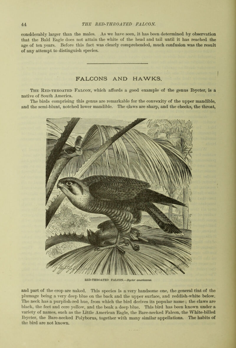 considerably larger than the males. As we have seen, it has been determined by observation that the Bald Eagle does not attain the white of the head and tail until it has reached the age of ten years. Before this fact was clearly comprehended, much confusion was the result of any attempt to distinguish species. FALCONS AND HAWKS. The Red-thkoated Falcon, which affords a good example of the genus Ibycter, is a native of South America. The birds comprising this genus are remarkable for the convexity of the upper mandible, and the semi-blunt, notched lower mandible. The claws are sharp, and the cheeks, the throat, RED-THROATED VKLCON.—Ibycter americanus. and part of the crop are naked. This species is a very handsome one, the general tint of the plumage being a very deep blue on the back and the upper surface, and reddish-white below. The neck has a purplish-red hue, from which the bird derives its popular name ; the claws are black, the feet and cere yellow, and the beak a deep blue. This bird has been known under a variety of names, such as the Little American Eagle, the Bare-necked Falcon, the White-billed Ibycter, the Bare-necked Polyborus, together with many similar appellations. The habits of the bird are not known.