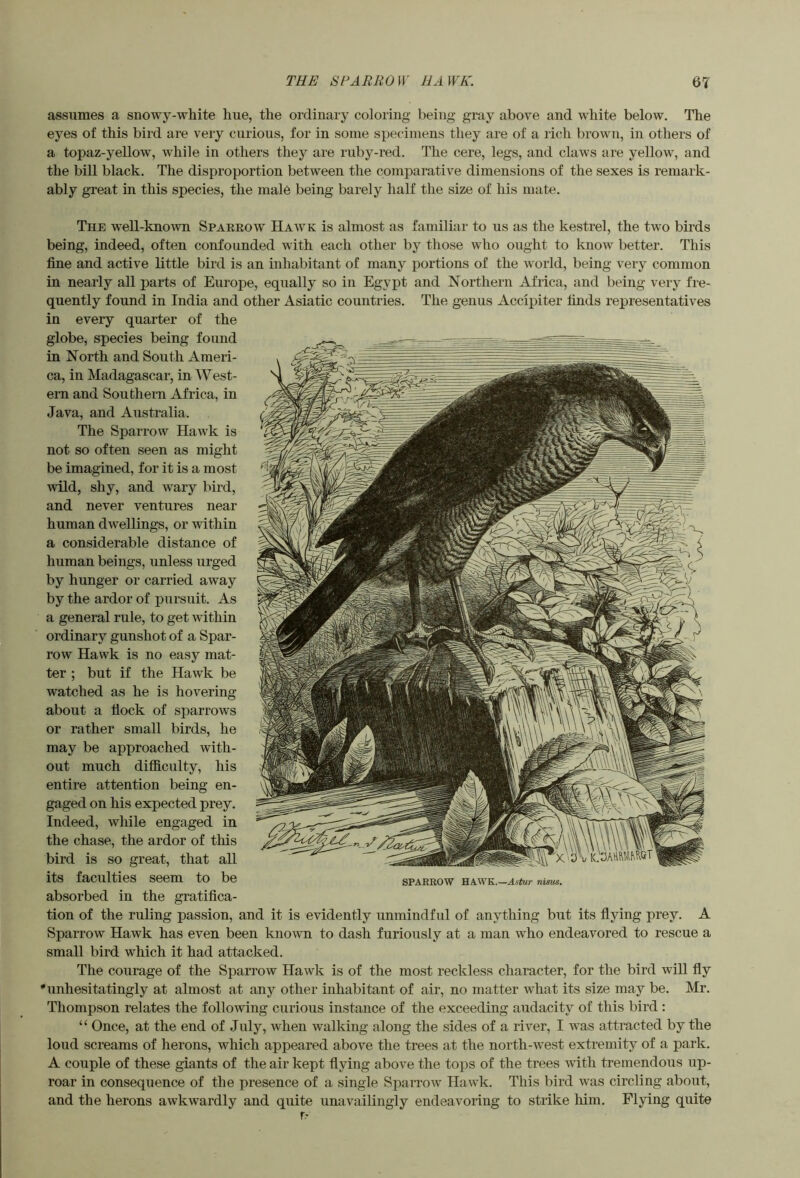 assumes a snowy-white hue, the ordinary coloring being gray above and white below. The eyes of this bird are very curious, for in some specimens they are of a rich brown, in others of a topaz-yellow, while in others they are ruby-red. The cere, legs, and claws are yellow, and the bill black. The disproportion between the comparative dimensions of the sexes is remark- ably great in this species, the male being barely half the size of his mate. The well-known Spaeeow Hawk is almost as familiar to us as the kestrel, the two birds being, indeed, often confounded with each other by those who ought to know better. This fine and active little bird is an inhabitant of many portions of the world, being very common in nearly all parts of Europe, equally so in Egypt and Northern Africa, and being very fre- quently found in India and other Asiatic countries. The genus Accipiter finds representatives in every quarter of the globe, species being found in North and South Ameri- ca, in Madagascar, in West- ern and Southern Africa, in Java, and Australia. The Sparrow Hawk is not so often seen as might be imagined, for it is a most wild, shy, and wary bird, and never ventures near human dwellings, or within a considerable distance of human beings, unless urged by hunger or carried away by the ardor of pursuit. As a general rule, to get within ordinary gunshot of a Spar- row Hawk is no easy mat- ter ; but if the Hawk be watched as he is hovering about a flock of sparrows or rather small birds, he may be approached with- out much difiiculty, his entire attention being en- gaged on his expected prey. Indeed, while engaged in the chase, the ardor of tins bird is so great, that all its faculties seem to be sparrow hawk.—nims. absorbed in the gratifica- tion of the ruling passion, and it is evidently unmindful of anything but its flying prey. A Sparrow Hawk has even been known to dash furiously at a man who endeavored to rescue a small bird which it had attacked. The courage of the Sparrow Hawk is of the most reckless character, for the bird will fly 'unhesitatingly at almost at any other inhabitant of air, no matter what its size may be. Mr. Thompson relates the following curious instance of the exceeding audacity of this bird; “ Once, at the end of July, when walking along the sides of a river, I was attracted by the loud screams of herons, which appeared above the trees at the north-west extremity of a park. A couple of these giants of the air kept flying above the tops of the trees with tremendous up- roar in consequence of the presence of a single Sparrow Hawk. This bird was circling about, and the herons awkwardly and quite unavailingly endeavoring to strike Ifim. Flying quite