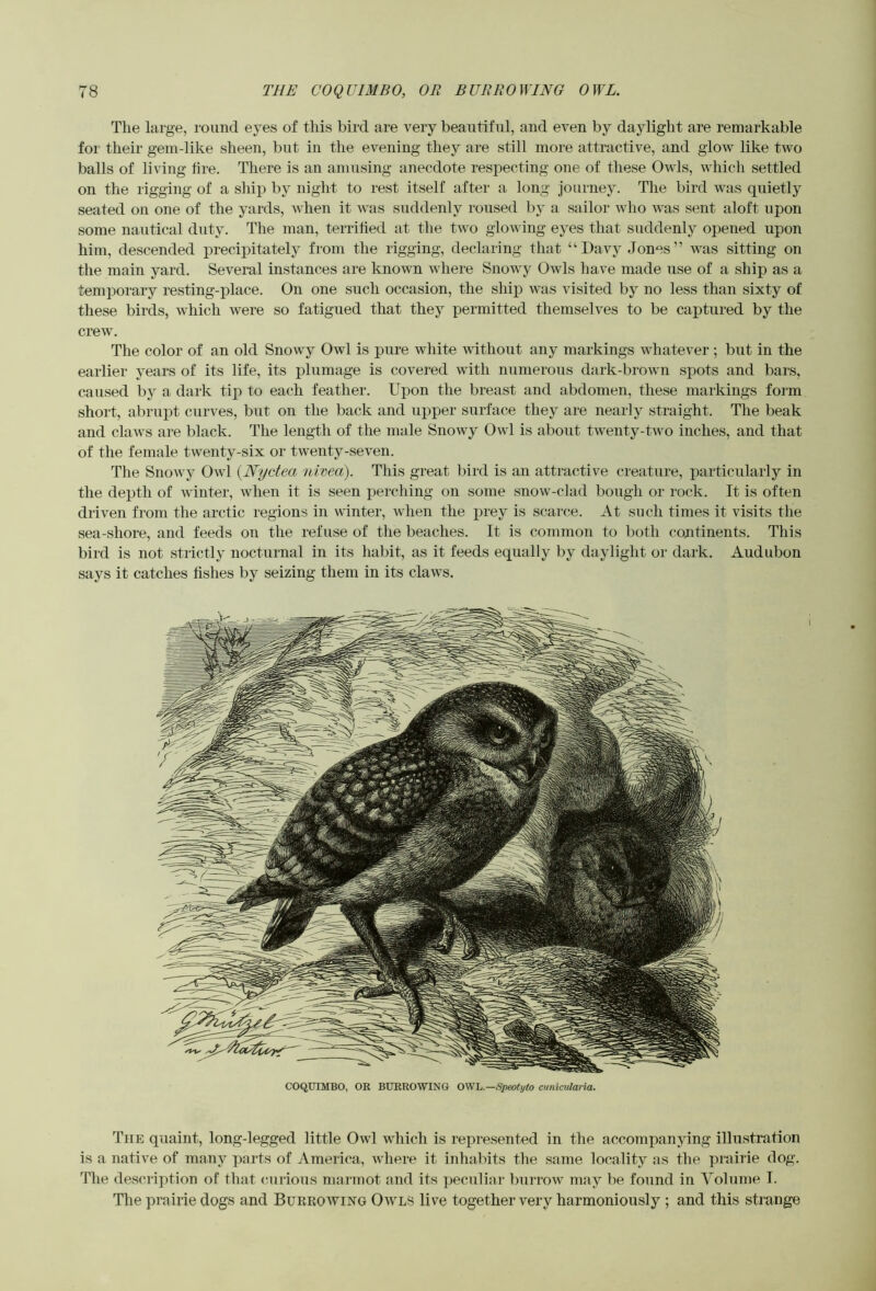 The large, round eyes of this bird are very beautiful, and even by daylight are remarkable for their gem-like sheen, but in the evening they are still more attractive, and glow like two balls of living lire. There is an amusing anecdote respecting one of these Owls, which settled on the rigging of a ship by night to rest itself after a long journey. The bird was quietly seated on one of the yards, when it was suddenly roused by a sailor who was sent aloft upon some nautical duty. The man, terrified at the two glowing eyes that suddenly opened upon him, descended precipitately from the rigging, declaring that “Davy Jones” was sitting on the main yard. Several instances are known where Snowy Owls have made use of a ship as a temporary resting-place. On one such occasion, the ship Avas visited by no less than sixty of these birds, which were so fatigued that they permitted themselves to be captured by the crew. The color of an old Snowy Owl is pure white without any markings whatever ; but in the earlier years of its life, its plumage is covered with numerous dark-brown spots and bars, caused by a dark tip to each feather. Upon the breast and abdomen, these markings foim short, abrupt curves, but on the back and upper surface they are nearly straight. The beak and claws are black. The length of the male Snowy Owl is about twenty-two inches, and that of the female twenty-six or twenty-se\en. The Snowy Owl {Nyctea nivea). This great bird is an attractive creature, particularly in the depth of winter, when it is seen perching on some snow-clad bough or rock. It is often driven from the arctic regions in winter, when the prey is scarce. At such times it visits the sea-shore, and feeds on the refuse of the beaches. It is common to both continents. This bird is not strictly nocturnal in its habit, as it feeds equally by daylight or dark. Audubon says it catches tishes by seizing them in its claws. COQUIMBO, OR BURROWING O'^h.—Speotylo cuniculana. The quaint, long-legged little Owl which is represented in the accompanying illustration is a native of many parts of America, ivhere it inhabits the same locality as the prairie dog. The description of that (niiious nnirmot and its peculiar burroiv may be found in Volume I. The prairie dogs and Burrowing Owls live together very harmoniously ; and this strange