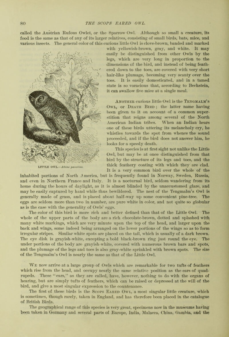 called the Austrian Rufous Owlet, or the SpaiTow Owl. Although so small a creature, its food is the same as that of any of its larger relatives, consisting of small birds, bats, mice, and various insects. The general color of this curious little Owl is clove-brown, banded and marked with yellowish-brown, gray, and white. It may easily be distinguished from other Owls by the legs, which are very long in proportion to the dimensions of the bird, and instead of being feath- ered down to the toes, are covered with very short hair-like x>lnmage, becoming very scanty over the toes. It is easily domesticated, and in a tamed state is so voracious that, according to Bechstein, it can swallow five mice at a single meal. Another curious little Owl is the Tengmalm’s Owl, or Death Bird ; the latter name having been given to it on account of a common super- stition that reigns among several of the North American Indian tribes. AYhen an Indian hears one of these birds uttering its melancholy cry, he whistles towards the spot from whence the sound proceeded, and if the bird does not answer him, he looks for a speedy death. This species is at first sight not unlike the Little Owl, but may be at once distinguished from that bird by the structure of its legs and toes, and the thick feathery coating with which they are clad. It is a very common bird over the whole of the inhabited portions of North ^America, but is frequently found in Norway, Sweden, Russia, and even in Northern Prance and Italy. It is a nocturnal bird, seldom wandering from its home during the hours of daylight, as it is almost blinded by the unaccustomed glare, and may be easily captured by hand while thus bewildered. The nest of the Tengmalm’s Owl is generally made of grass, and is placed about half-way up some convenient pine-tree. The eggs are seldom more than two in number, are pure white in color, and not quite so globular as is the case with the generality of Owls’ eggs. The color of this bird is more rich and better defined than that of the Little Owl. The whole of the upper parts of the body are a rich chocolate-brown, dotted and splashed with many white markings, Avhich are very minute upon the top of the head, and larger upon the back and wings, some indeed being arranged on the lower portions of the wings so as to form irregular stripes. Similar white spots are placed on the tail, which is usually of a dark brown. The eye disk is grayish-white, excepting a bold black-brown ring just round the eye. The under portions of the body are grayish-white, covered with numerous brown bars and spots, and the plumage of the legs and toes is also gray-white sprinkled with brown spots. The size of the Tengmalm’s Owl is nearly the same as that of the Little Owl. AVe now arrive at a large group of Owls which are remarkable for two tufts of feathers which rise from the head, and occupy nearly the same relative position as the ears of quad- rupeds. These “ears,” as they are called, have, however, nothing to do with the organs of hearing, but are simply tufts of feathers, which can be raised or depressed at the will of the bird, and give a most singular expression to the countenance. The first of these birds is the Scops Eared Owl, a most singular little creature, which is sometimes, though rarely, taken in England, and has therefoi’e been placed in the catalogue of British Birds. The geographical range of this species is very great, specimens now in the museums having been taken in Germany and several parte of Europe, India, Malacca, China. Gambia, and the LITTLE OVih.—Athene paeset-ina.