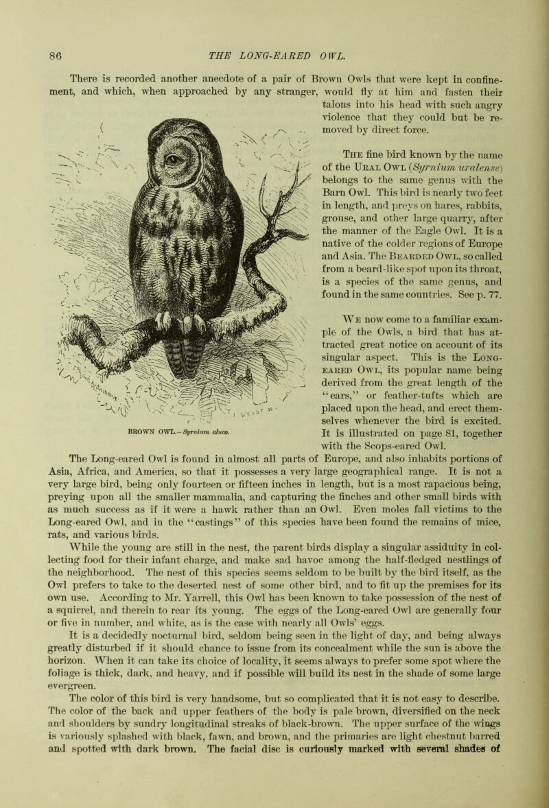 There is recorded another anecdote of a pair of Brown Owls that were kept in confine- ment, and which, when approached by any stranger, would fiy at him and fasten their talons into his head with such angry violence that they could but be re- moved by direct force. The fine bird known by the name of the Ukal Owl {Eyrnium uralense) belongs to the same genus with the Barn Owl. This bird is nearly two feet in length, and preys on hares, rabbits, grouse, and other large quarry, after the manner of the Eagle Owl. It is a native of the colder regions of Europe and Asia. The Bearded Owl, so called from a beard-like spot upon its throat, is a species of the same genus, and found in the same countries. See p. 77. We now come to a familiar exam- ple of the Owls, a bird that has at- tracted great notice on account of its singular aspect. This is the Long- eared Owl, its popular name being derived from the great length of the “ears,” or feather-tufts which are placed upon the head, and erect them- selves whenever the bird is excited. It is illustrated on page 81, together with the Scops-eared Owl. The Long-eared Owl is found in almost all parts of Europe, and also inhabits portions of Asia, Africa, and America, so that it possesses a very large geographical range. It is not a very large bird, being only fourteen or fifteen inches in length, but is a most rapacious being, preying upon all the smaller mammalia, and capturing the finches and other small birds with as much success as if it were a hawk rather than an Owl. Even moles fall victims to the Long-eared Owl, and in the “castings” of this species have been found the remains of mice, rats, and various birds. While the young are still in the nest, the parent birds display a singular assiduity in col- lecting food for their infant charge, and make sad havoc among the half-fledged nestlings of the neighborhood. The nest of this species seems seldom to be built by the bird itself, as the Owl prefers to take to the deserted nest of some other bird, and to fit up the premises for its own use. According to IMr. Yarrell, this Owl has been known to take possession of the nest of a squirrel, and therein to rear its young. The eggs of the Long-eared Owl are generally four or five in number, and white, as is the case with nearly all Owls’ eggs. It is a decidedly nocturnal bird, seldom being seen in the light of day, and being always greatly disturbed if it should chance to issue from its concealment while the sun is above the horizon. When it can take its choice of locality, it seems always to prefer some spot where the foliage is thick, dark, and heavy, and if possible will build its nest in the shade of some large evergreen. The color of this bird is very handsome, but so complicated that it is not easy to describe. The color of the back and upper feathers of the body is pale brown, diversified on the neck and shoulders by sundry longitudinal streaks of black-brown. The upper surface of the wings is variouslj^ splashed with black, fawn, and brown, and the primaries are light chestnut barred and spotted with dark brown. The facial disc is curiously marked with several shades of BROWN OWL.—Symium aluco.