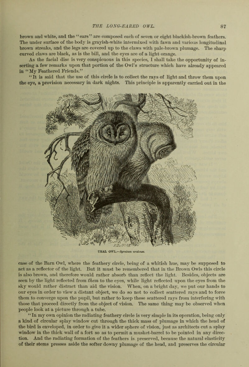 brown and white, and the “ears” are composed each of seven or eight blackish-brown feathers. The under surface of the body is gi'ayish-white intermixed with fawn and vaiious longitudinal brown streaks, and the legs are covered up to the claws with pale-brown plumage. The sharp curved claws are black, as is the bill, and the eyes are of a light orange. As the facial disc is very conspicuous in this species, I shall take the opportunity of in- serting a few remarks upon that portion of the Owl’s structure which have already appeared in “My Feathered Friends.” “It is said that the use of this circle is to collect the rays of light and throw them upon the eye, a provision necessary in dark nights. This principle is apparently carried out in the URAL OWL.—Symium uroUeme. case of the Barn Owl, where the feathery circle, being of a whitish hue, may be supposed to act as a reflector of the light. But it must be remembered that in the Brown Owls this circle is also brown, and therefore would rather absorb than reflect the light. Besides, objects are seen by the light reflected from them to the eyes, while light reflected upon the eyes from the sky would rather distract than aid the vision. Wlien, on a bright day, we put our hands to our eyes in order to view a distant object, we do so not to collect scattered rays and to force them to converge upon the pupil, but rather to keep these scattered rays from interfering with those that proceed directly from the object of vision. The same thing may be observed when people look at a picture through a tube. “In my own opinion the radiating feathery circle is very simple in its operation, being only a kind of circular splay window cut through the thick mass of plumage in which the head of the bird is enveloped, in order to give it a wider sphere of vision, just as architects cut a splay window in the thick wall of a fort so as to permit a musket-barrel to be pointed in any direc- tion. And the radiating formation of the feathers is preserved, because the natural elasticity of their stems presses aside the softer downy plumage of the head, and preserves the circular