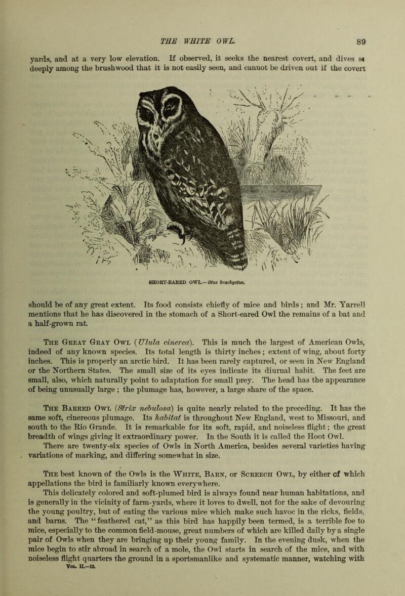 yards, and at a very low elevation. K observed, it seeks the nearest covert, and dives s< deeply among the brushwood that it is not easily seen, and cannot be driven out if the covert should be of any great extent. Its food consists chiefly of mice and birds ; and Mr. Yarrell mentions that he has discovered in the stomach of a Short-eared Owl the remains of a bat and a half-grown rat. The Great Gray Owl (Ulula cinerea). This is much the largest of American Owls, indeed of any known species. Its total length is thirty inches ; extent of wing, about forty inches. This is properly an arctic bird. It has been rarely captured, or seen in New England or the Northern States. The small size of its eyes indicate its diurnal habit. The feet are small, also, which naturally point to adaptation for small prey. The head has the appearance of being unusually large ; the plumage has, however, a large share of the space. The Barred Owl {Strix nebulosa) is quite nearly related to the preceding. It has the same soft, cinereous plumage. Its Tiabitat is throughout New England, west to Missouri, and south to the Rio Grande. It is remarkable for its soft, rapid, and noiseless flight; the great breadth of wings giving it extraordinary power. In the South it is called the Hoot Owl. There are twenty-six species of Owls in North America, besides several varieties having variations of marking, and differing somewhat in size. The best known of the Owls is the White, Barh, or Screech Owl, by either of which appellations the bird is familiarly known everywhere. This delicately colored and soft-plumed bird is always found near human habitations, and is generally in the vicinity of farm-yards, where it loves to dwell, not for the sake of devouring the young poultry, but of eating the various mice which make such havoc in the ricks, fields, and bams. The “feathered cat,” as this bird has happily been termed, is a terrible foe to mice, especially to the common field-mouse, great numbers of which are killed daily by a single pair of Owls when they are bringing up their young family. In the evening dusk, when the mice begin to stir abroad in search of a mole, the Owl starts in search of the mice, and with noiseless flight quarters the ground in a sportsmanlike and systematic manner, watching with Vou IL-12.