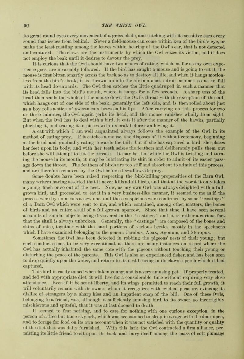 its great round eyes every movement of a grass-blade, and catcMng with its sensitive ears every sound that issues from beliind. Never a field-mouse cau come within ken of the bird’s eye, or make the least rustling among the leaves within hearing of the Owl’s ear, that is not detected and captured. The claws are the instruments by which the Owl seizes its victim, and it does not employ the beak until it desires to devour the prey. It is curious that the Owl should have tw^o modes of eating, which, as far as my owm expe- rience goes, are invariably followed. If the bird has caught a mouse and is going to eat it, the mouse is first bitten smartly across the back so as to destroy all life, and when it hangs motion- less from the bird’s beak, it is thrown up into the air in a most adroit manner, so as to fall with its head downwards. The Owl then catches the little quadruped in such a manner that its head falls into the bird’s mouth, where it hangs for a few seconds. A sharp toss of the head then sends the whole of the mouse down the Owl’s throat with the exception of the tail, which hangs out of one side of the beak, generally the left side, and is then rolled about just as a boy rolls a stick of sweetmeats between his lips. After carrying on this process for two or three minutes, the Owl again jerks its head, and the mouse vanishes wholly from sight. But wdien the Owl has to deal with a bird, it eats it after the manner of the hawks, partially plucking it, and tearing it to pieces with its beak before swallowing it. A cat with which I am well acquainted always follows the example of the Owl in its method of eating prey. If it catches a mouse, she disposes of it without ceremony, beginning at the head and gradually eating towards the tail; but if she has captured a bird, she places her feet upon its body, and with her teeth seizes the feathers and deliberately pulls them out before she will attempt to eat the carcase. It may be that while the Owl is twisting and turn- ing the mouse in its mouth, it may be lubricating its skin in order to admit of its easier pass- age down the throat. The feathers of birds are too stiff and absorbent to admit of this process, and are therefore removed by the Owl before it swallows its prey. Some doubts have been raised respecting the bird-killing propensities of the Barn Owl, many wulters having asserted that it never kills adult birds, and that at the worst it only takes a young finch or so out of the nest. Now, as my own Owl was always delighted with a full- grown bird, and proceeded to eat it in a very business-like manner, it seemed to me as if the process were by no means a new one, and these suspicions were confirmed by some “castings ” of a Bam Owl which were sent to me, and wdiich contained, among other matters, the bones of birds and an entire skull of a full-grown sparrow. Since that time, I have seen several accounts of similar objects being discovered in the “ castings,” and it is rather a curious fact that the skull is always unbroken. Generally, the “ castings ” are composed of die bones and skins of mice, together with the hard portions of various beetles, mostly in the specimens which I have examined belonging to the genera Carabus, Abax, Agonum, and Steropus. Sometimes the Owl has been detected in robbing the pigeons’ nests of their young; but such conduct seems to be very exceptional, as there are many instances on record where the Owl has actually inhabited the same cote with the pigeons without toucMng their young or disturbing the peace of the parents. This OavI is also an experienced fisher, and has been seen to drop quietly upon the water, and return to its nest bearing in its claws a perch which it had captured. This bird is easily tamed when taken young, and is a very amusing pet. If properly treated, and fed with appropriate diet, it will live for a considerable time without requiring very close attendance. Even if it be set at liberty, and its wungs permitted to reach their full growth, it will voluntarily remain with its owner, whom it recognizes with evident pleasure, evincing its dislike of strangers by a sharp hiss and an impatient snap of the bill. One of these Owls, belonging to a friend, was, although a sufiiciently amusing bird to its owner, so incorrigibly mischievous and spiteful, that it was at last doomed to death. It seemed to fear nothing, and to care for nothing with one curious exception, in the person of a free but tame skylark, which was accustomed to sleep in a cage with the door open, and to forage for food on its own account when it was not satisfied Avith the quantity or quality of the diet that Avas daily furnished. With this lark the Owl contracted a firm alliance, per- mitting its little friend to sit upon its back and bury itself among the mass of soft plumage