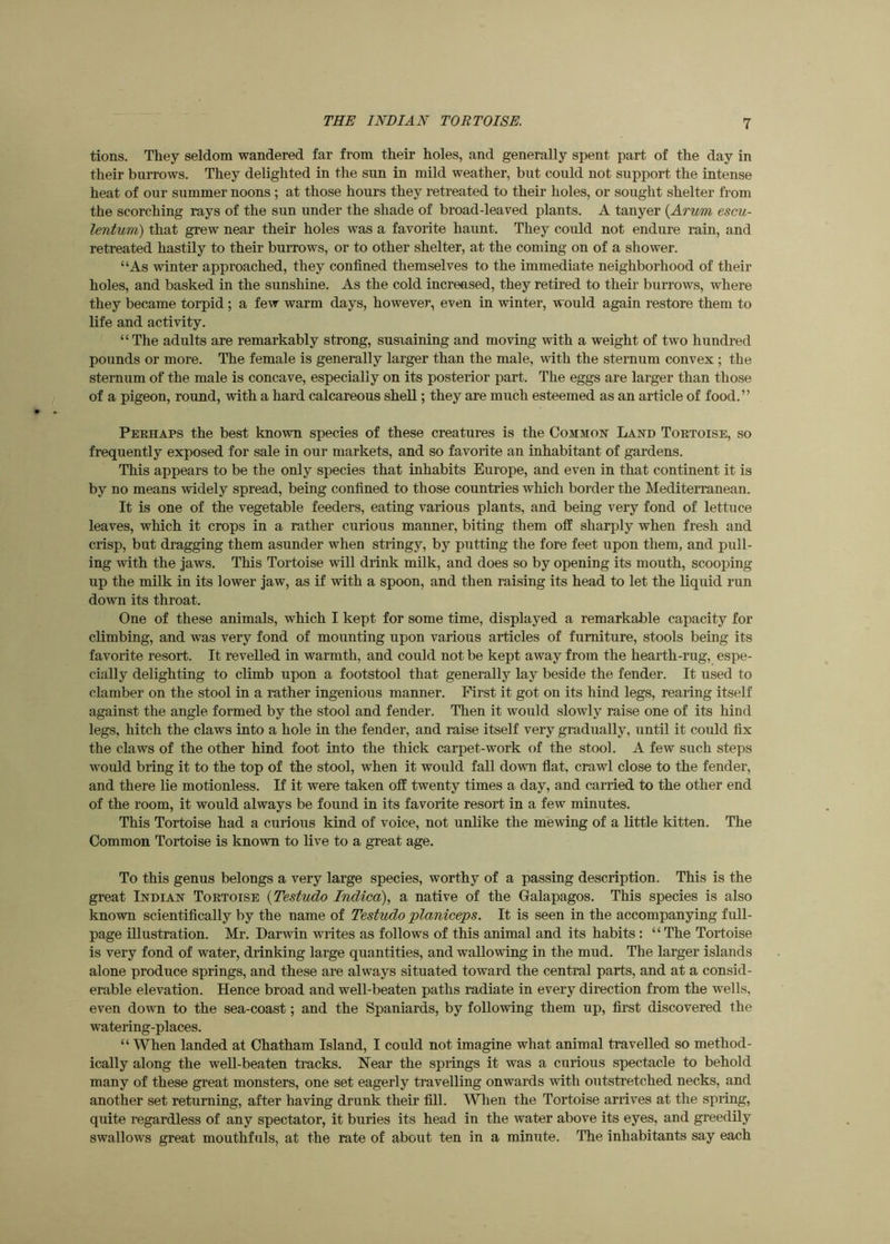 tions. They seldom wandered far from their holes, and generally spent part of the day in their burrows. They delighted in the sun in mild weather, but could not support the intense heat of our summer noons ; at those hours they retreated to their holes, or sought shelter from the scorching rays of the sun under the shade of broad-leaved plants. A tanyer {Arum escu- lentum) that grew near their holes was a favorite haunt. They could not endure rain, and retreated hastily to their burrows, or to other shelter, at the coming on of a shower. “As winter approached, they confined themselves to the immediate neighborhood of their holes, and basked in the sunshine. As the cold increased, they retired to their burrows, where they became torpid; a few warm days, however, even in winter, would again restore them to life and activity. “The adults are remarkably strong, susiaining and moving with a weight of two hundred pounds or more. The female is generally larger than the male, with the sternum convex ; the sternum of the male is concave, especially on its posterior part. The eggs are larger than those of a pigeon, round, with a hard calcareous shell; they are much esteemed as an article of food.” Pekhaps the best known species of these creatures is the Common Land Toetoise, so frequently exposed for sale in our markets, and so favorite an inhabitant of gardens. This appears to be the only species that inhabits Europe, and even in that continent it is by no means widely spread, being confined to those countries which border the Mediterranean. It is one of the vegetable feeders, eating various plants, and being very fond of lettuce leaves, which it crops in a rather curious manner, biting them off sharply when fresh and crisp, but dragging them asunder when stringy, by putting the fore feet upon them, and pull- ing with the Jaws. This Tortoise will drink milk, and does so by opening its mouth, scooping up the milk in its lower Jaw, as if with a spoon, and then raising its head to let the liquid run down its throat. One of these animals, which I kept for some time, displayed a remarkable capacity for climbing, and was very fond of mounting upon various articles of furniture, stools being its favorite resort. It revelled in warmth, and could not be kept away from the hearth-rug, espe- cially delighting to climb upon a footstool that generally lay beside the fender. It used to clamber on the stool in a rather ingenious manner. First it got on its hind legs, rearing itself against the angle formed by the stool and fender. Tlien it would slowly raise one of its hind legs, hitch the claws into a hole in the fender, and raise itself very gradually, until it could fix the claws of the other hind foot into the thick carpet-work of the stool. A few such steps would bring it to the top of the stool, when it would fall down flat, crawl close to the fender, and there lie motionless. If it were taken off twenty times a day, and carried to the other end of the room, it would always be found in its favorite resort in a few minutes. This Tortoise had a curious kind of voice, not unlike the mewing of a little kitten. The Common Tortoise is known to live to a great age. To this genus belongs a very large species, worthy of a passing description. This is the great Indian Toetoise {Testudo Indica), a native of the Galapagos. This species is also known scientifically by the name of Testudo planiceps. It is seen in the accompanying full- page illustration. Mr. Darwin writes as follows of this animal and its habits : “ The Tortoise is very fond of water, drinking large quantities, and wallowing in the mud. The larger islands alone produce springs, and these are always situated toward the central parts, and at a consid- erable elevation. Hence broad and well-beaten paths radiate in every direction from the wells, even down to the sea-coast; and the Spaniards, by following them up, first discovered the watering-places. “ When landed at Chatham Island, I could not imagine what animal travelled so method- ically along the well-beaten tracks. Near the springs it was a curious spectacle to behold many of these great monsters, one set eagerly travelling onwards with outstretched necks, and another set returning, after having drunk their fill. Wlien the Tortoise arrives at the spring, quite regardless of any spectator, it buries its head in the water above its eyes, and greedily swallows great mouthfuls, at the rate of about ten in a minute. The inhabitants say each