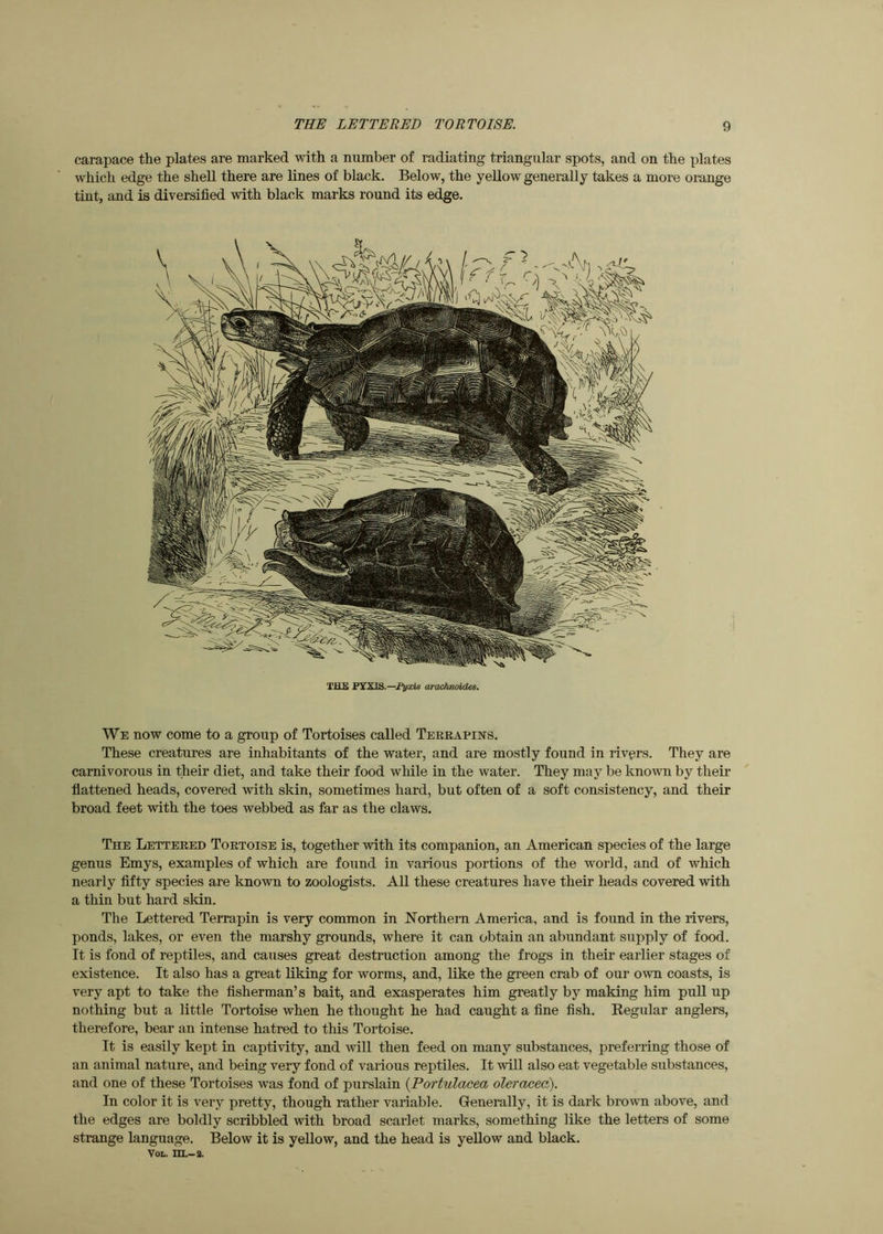 carapace the plates are marked with a number of radiating triangular spots, and on the plates which edge the shell there are lines of black. Below, the yellow generally takes a more orange tint, and is diversified with black marks round its edge. We now come to a group of Tortoises called Teerapins. These creatures are inhabitants of the water, and are mostly found in rivgrs. They are carnivorous in their diet, and take their food while in the water. They may be known by their flattened heads, covered with skin, sometimes hard, but often of a soft consistency, and their broad feet with the toes webbed as far as the claws. The Lettered Tortoise is, together with its companion, an American species of the large genus Emys, examples of which are found in various portions of the world, and of which nearly fifty species are known to zoologists. All these creatures have their heads covered with a thin but hard skin. The Lettered Terrapin is very common in Northern America, and is found in the rivers, ponds, lakes, or even the marshy grounds, where it can obtain an abundant supply of food. It is fond of reptiles, and causes great destruction among the frogs in their earlier stages of existence. It also has a great liking for worms, and, like the green crab of our own coasts, is very apt to take the fisherman’s bait, and exasperates him greatly by making him pull up nothing but a little Tortoise when he thought he had caught a fine fish. Regular anglers, therefore, bear an intense hatred to this Tortoise. It is easily kept in captivity, and will then feed on many substances, preferring those of an animal nature, and being very fond of various reptiles. It will also eat vegetable substances, and one of these Tortoises was fond of purslain {Portulacea oleracea). In color it is very pretty, though rather variable. Generally, it is dark brown above, and the edges are boldly scribbled with broad scarlet marks, something like the letters of some strange language. Below it is yellow, and the head is yellow and black. VoL. HL—3.