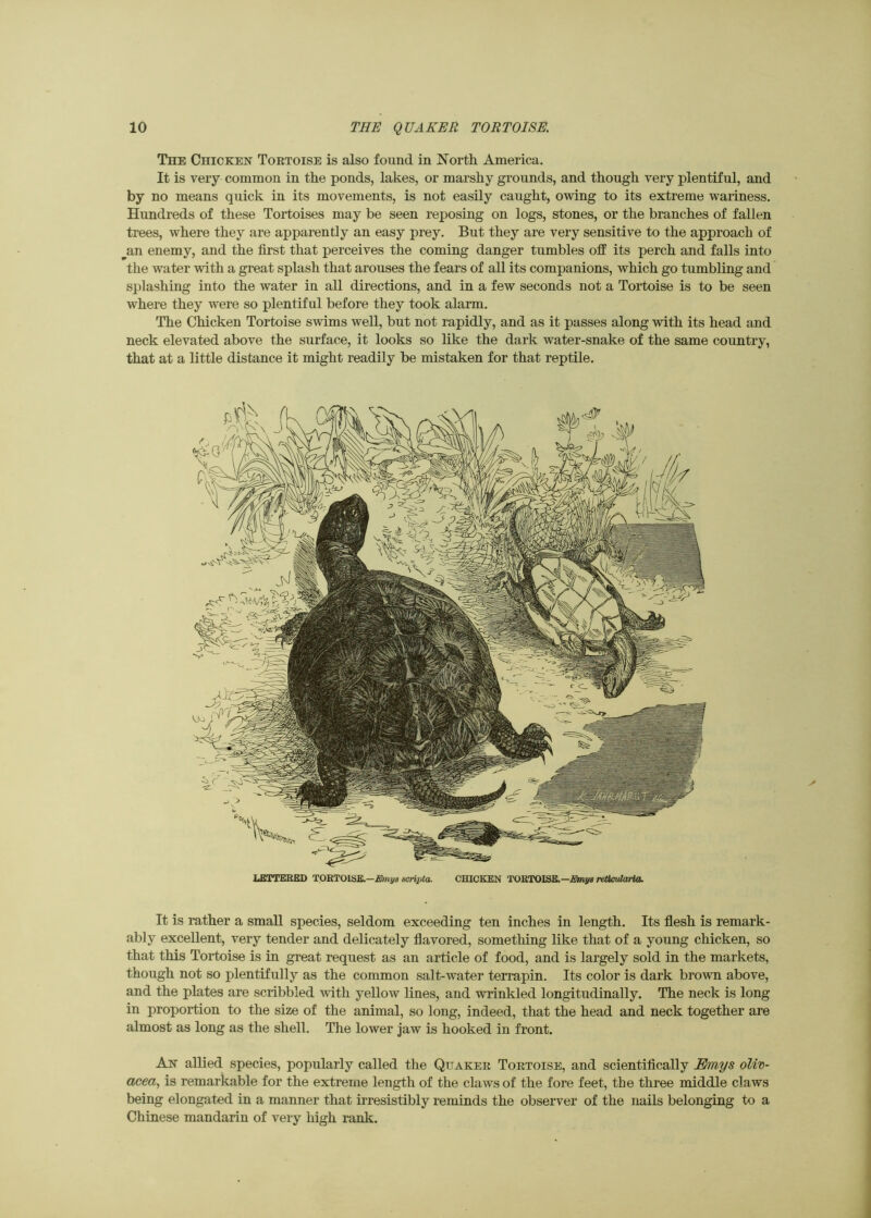 The Chicken Tortoise is also found in North America. It is very common in the ponds, lakes, or marshy grounds, and though very plentiful, and by no means quick in its movements, is not easily caught, owing to its extreme wariness. Hundreds of these Tortoises may be seen reposing on logs, stones, or the branches of fallen trees, where they are apparently an easy prey. But they are very sensitive to the approach of ^an enemy, and the first that perceives the coming danger tumbles off its perch and falls into the water with a great splash that arouses the fears of all its companions, which go tumbling and splashing into the water in all directions, and in a few seconds not a Tortoise is to be seen where they were so plentiful before they took alarm. The Chicken Tortoise swims well, but not rapidly, and as it passes along with its head and neck elevated above the surface, it looks so like the dark water-snake of the same country, that at a little distance it might readily be mistaken for that reptile. LETTERED T!aRT:Olfi&.-Emys scripta. cmCKEN TOKtOlS&.—Emys reiicidarla. It is rather a small species, seldom exceeding ten inches in length. Its flesh is remark- ably excellent, very tender and delicately flavored, something like that of a young chicken, so that this Tortoise is in great request as an article of food, and is largely sold in the markets, though not so plentifully as the common salt-water terrapin. Its color is dark brown above, and the plates are scribbled with yellow lines, and wrinkled longitudinally. The neck is long in proportion to the size of the animal, so long, indeed, that the head and neck together are almost as long as the shell. The lower jaw is hooked in front. An allied species, popularly called the Quaker Tortoise, and scientifically Emys oliv- acea, is remarkable for the extreme length of the claws of the fore feet, the three middle claws being elongated in a manner that irresistibly reminds the observer of the nails belonging to a Chinese mandarin of very high rank.