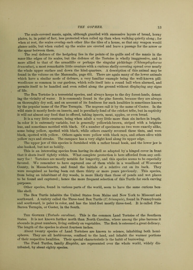 The scale-covered manis, again, although guarded with successive layers of broad, horny plates, is, in point of fact, less protected when rolled up than when walking quietly along ; for when at rest, the scales overlap each other like the tiles of a house, so that any weapon would glance aside, but when curled up the scales are erected and leave a passage for the arrow or the spear between them. The real defence of the hedgehog lies in the points of its quills and of the manis in the razor-like edges of its scales, but the defence of the Tortoise is wholly inaggressive, and is more allied to that of the armadillo or perhaps the singular pichiciago {CJilamydophorus truncatus), a most remarkable little creature with a curious shelly covering spread over nearly the whole upper surface and down the hind-quarters. A description of this animal may be found in the volume on the Mammalia, page 631. There are again many of the lower animals which have a similar mode of defence, a very familiar example being the well-known pill- woodlouse so common in our gardens, which rolls itself into a round ball when alarmed, and permits itself to be handled and even rolled along the ground without displaying any signs of life. The Box Tortoise is a terrestrial species, and always keeps to the dry forest-lands, detest- ing the vicinity of water. It is commonly found in the pine forests, because they are always on thoroughly dry soil, and on account of its fondness for such localities is sometimes known by the popular name of the Pine Terrapin. The negroes call it by the name of Cooter. In the wild state it mostly feeds on insects, and is peculiarly fond of the cricket tribe, but in captivity it will eat almost any food that is offered, taking insects, meat, apples, or even bread. It is a very little creature, being when adult a very little more than six inches in length. In color it is extremely variable, but is generally yellowish-brown, striped with a brighter hue, and sometimes mottled with black. Of a number of specimens no two were exactly alike, some being yellow, spotted with black, while others exactly reversed these tints, and were black, spotted with yellow. Others again were yellow with black rays, and others olive with yellow rays and streaks. The carapace has a very slight keel along its upper edge. The upper jaw of this species is furnished with a rather broad hook, and the lower jaw is also hooked, but not so boldly. This is an interesting species from having its shell so adapted by a hinged cover in front that it shuts itself tightly within. What complete protection is here afforded from any ordi- nary foe ! Tortoises are mostly notable for longevity, and this species seems to be especially favored. We remember to have captured one of them while in a woodland of Worcester County, in Massachusetts, and found the initials of a relative cut on its back. They were recognized as having been cut there thirty or more years previously. This species, from being an inhabitant of dry woods, is more likely than those of ponds and wet places to be found and captured ; hence the more frequent selection of this Turtle for such carving purposes. Other species, found in various parts of the world, seem to have the same curious box- like shell. The Box Turtle inhabits the United States from Maine and New York to Missouri and southward. A variety called the Three-toed Box Turtle {C. triunquis), found in Pennsylvania and southward, is paler in color, and has the hind-feet mostly three-toed. It is called Pine Barren Terrapin, or Cooter, in the South. The Gopher {Testudo Carolina). This is the common Land Tortoise of the Southern States. It is not known farther north than North Carolina, where among the pine barrens it abounds in great numbers, living entirely on vegetables. The flesh is esteemed a great delicacy. The length of the species is about fourteen inches. About twenty species of Land Tortoises are known to science, inhabiting both hemi- spheres. They are all herbivorous, confined to the land, and inhabit the warmer portions of their respective localities. Their special characteristic is the habit of burrowing. The Pond Turtles, family Ehnyidce, are represented over the whole world, widely dis- tributed, by about eighty species.