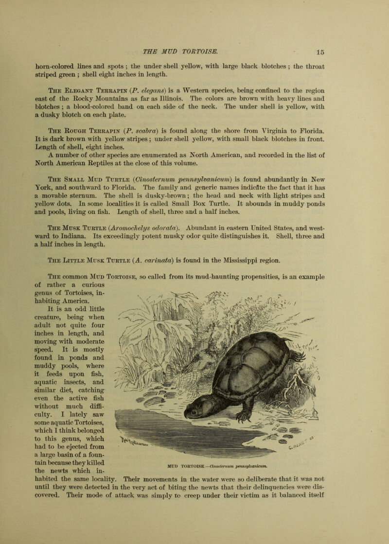 horn-colored lines and spots ; the under shell yellow, with large black blotches ; the throat striped green ; shell eight inches in length. The Elegant Teeeapin (P. elegans) is a Western species, being confined to the region east of the Rocky Mountains as far as Illinois. The colors are brown with heavy lines and blotches ; a blood-colored band on each side of the neck. The under shell is yellow, with a dusky blotch on each plate. The Rough Teeeapin (P, scobra) is found along the shore from Virginia to Florida. It is dark brown with yellow stripes ; under shell yellow, with small black blotches in front. Leng-th of shell, eight inches. A number of other species are enumerated as North American, and recorded in the list of North American Reptiles at the close of this volume. The Small Mud Tuetle {Cinosternum pennsylvanicum) is found abundantly in New York, and southward to Florida. The family and generic names indic2,te the fact that it has a movable sternum. The shell is dusky-brown; the head and neck with light stripes and yeUow dots. In some localities it is called Small Box Turtle. It abounds in muddy ponds and pools, living on fish. Length of shell, three and a half inches. The Muse: Tuetle {Aromochelys odorata). Abundant in eastern United States, and west- ward to Indiana. Its exceedingly potent musky odor quite distinguishes it. Shell, three and a half inches in length. The Little Musk Tuetle {A. carinata) is found in the Mississippi region. The common Mud Toetoise, so called from its mud-haunting propensities, is an example of rather a curious genus of Tortoises, in- habiting America. It is an odd little creature, being when adult not quite four inches in length, and moving with moderate speed. It is mostly found in ponds and muddy pools, where it feeds upon fish, aquatic insects, and similar diet, catching even the active fish without much diffi- culty. I lately saw some aquatic Tortoises, which I think belonged to this genus, which had to be ejected from a large basin of a foun- tain because they killed the newts which in- habited the same locality. Their movements in the water were so deliberate that it was not until they were detected in the very act of biting the newts that their delinquencies were dis- covered. Tlieir mode of attack was simply to creep under their victim as it balanced itself