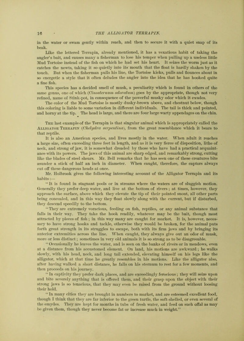 in the water or swam gently within reach, and then to secure it with a quiet snap of its beak. Like the lettered Terrapin, already mentioned, it has a vexations habit of taking the angler’s bait, and causes many a fisherman to lose his temper when pulling up a useless little Mud Tortoise instead of the fish on which he had set his heart. It seizes the worm Just as it catches the newts, taking it so quietly into its' mouth that the fioat is hardly shaken by the touch. But when the fisherman pulls his line, the Tortoise kicks, pulls and fiounces about in so energetic a style that it often deludes the angler into the idea that he has hooked quite a fine fish. This species has a decided smell of musk, a peculiarity which is found in others of the same genus, one of which {Cinosternum odoratum) goes by the appropriate, though not very refined, name of Stink-pot, in consequence of the powerful musky odor which it exudes. The color of the Mud Tortoise is mostly dusky-brown above, and chestnut below, though this coloring is liable to some variation in different individuals. The tail is thick and pointed, and homy at the tip. The head is large, and there are four large warty appendages on the chin. The last example of the Terrapin is that singular animal which is appropriately called the Alligator Terrapin {Chelydra serpentina), from the great resemblance which it bears to that reptile. It is also an American species, and lives mostly in the water. When adult it reaches a large size, often exceeding three feet in length, and as it is very fierce of disposition, lithe of - neck, and strong of Jaw, it is somewhat dreaded by those who have had a practical acquaint- ance with its powers. The Jaws of this animal are sharp edged, and remarkably strong, cutting like the blades of steel shears. Mr. Bell remarks that he has seen one of these creatures bite asunder a stick of half an incli in diameter. When caught, therefore, the captors always cut off these dangerous heads at once. Mr. Holbrook gives the following interesting account of the Alligator Terrapin and its habits:— “It is found in stagnant pools or in streams where the waters are of sluggish motion. Generally they prefer deep water, and live at the bottom of rivers ; at times, however, they approach the surface, above which they elevate the tip of their pointed snout, all other parts being concealed, and in this way they fioat slowly along with the current, but if disturbed, they descend speedily to the bottom. “They are extremely voracious, feeding on fish, reptiles, or any animal substance that falls in their way. They take the hook readily, whatever may be the bait, though most attracted by pieces of fish ; in this way many are caught for market. It is, however, neces- sary to have strong hooks and tackle, otherwise they would be broken, for the animal puts forth great strength in its struggles to escape, both with its firm Jaws and by bringing its anterior extremities across the line. When caught, they always give out an odor of musk, more or less distinct; sometimes in very old animals it is so strong as to be disagreeable. “ Occasionally he leaves the water, and is seen on the banks of rivers or in meadows, even at a distance from his accustomed element. On land, his motions are awkward; he walks slowly, with his head, neck, and long tail extended, elevating himself on his legs like the alligator, which at that time he greatly resembles in his motions. Like the alligator also, after having walked a short distance, he falls on his sternum to rest for a few moments, and then proceeds on his Journey. “ In captivity they prefer dark places, and are exceedingly ferocious ; they will seize upon and bite severely anything that is offered them, and their grasp upon the object with their strong Jaws is so tenacious, that they may even be raised from the ground without loosing their hold. “In many cities they are brought in numbers to market, and are esteemed excellent food, though I think that they are far inferior to the green turtle, the soft-shelled, or even several of the emydes. They are kept for months in tubs of fresh water, and feed on such offal as may be given them, though they never become fat or increase much in weight.”