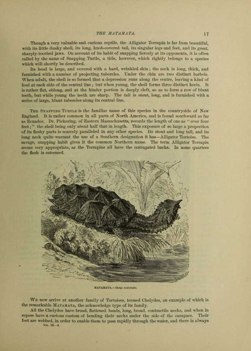 Though a very valuable and curious reptile, the Alligator Terrapin is far from beautiful, with its little dusky shell, its long, knob-covered tail, its singular legs and feet, and its great, sharply-toothed jaws. On account of its habit of snapping fiercely at its opponents, it is often called by the name of Snapping Turtle, a title, however, which rightly belongs to a species which will shortly be described. Its head is large, and covered with a hard, wrinkled skin; the neck is long, thick, and furnished with a number of projecting tubercles. Under the chin are two distinct barbels. When adult, the shell is so formed that a depression runs along the centre, leaving a kind of keel at each side of the central line ; but when young, the shell forms three distinct keels. It is rather flat, oblong, and at the hinder portion is deeply cleft, so as to form a row of blunt teeth, but while young the teeth are sharp. The tail is stout, long, and is furnished with a series of large, blunt tubercles along its central line. The Snapping Turtle is the familiar name of this species in the countryside of New England. It is rather common in all parts of North America, and is found southward as far as Ecuador. Dr. Pickering, of Eastern Massachusetts, records the length of one as “ over four feet; ” the shell being only about half that in length. This exposure of so large a proportion of its fleshy parts is scarcely paralleled in any other species. Its stout and long tail, and its long neck quite warrant the use of a Southern designation it has—Alligator Tortoise. The savage, snapping habit gives it the common Northern name. The term Alligator Terrapin seems very appropriate, as the Terrapins all have the corrugated backs. In some quarters the flesh is esteemed. MATAMATA—CMv* matamata. We now arrive at another family of Tortoises, termed Chelydes, an example of which is the remarkable Matamata, the acknowledge type of its family. All the Chelydes have broad, flattened heads, long, broad, contractile necks, and when in repose have a curious custom of bending their necks under the side of the carapace. Their feet are webbed, in order to enable them to pass rapidly through the water, and there is always VoL. m.—3.