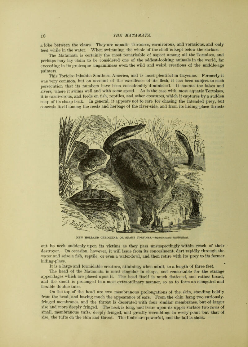 a lobe between the claws. They are aquatic Tortoises, carnivorous, and voracious, and only feed while in the water. When swimming, the whole of the shell is kept below the surface. The Matamata is certainly the most remarkable of aspect among all the Tortoises, and perhaps may lay claim to be considered one of the oddest-looking animals in the world, far exceeding in its grotesque ungainliness even the wild and weird creations of the middle-age painters. This Tortoise inhabits Southern America, and is most plentiful in Cayenne. Formerly it was very common, but on account of the excellence of its flesh, it has been subject to such persecution that its numbers have been considerably diminished. It haunts the lakes and rivers, where it swims well and with some speed. As is the case with most aquatic Tortoises, it is carnivorous, and feeds on fish, reptiles, and other creatures, which it captures by a sudden snap of its sharp beak. In general, it appears not to care for chasing the intended prey, but conceals itself among the reeds and herbage of the river-side, and from its hiding-place thrusts NEW HOLLAND CHELODXNE, OR SNAKE TORTOISE.—Hydromedusa maximiliam. out its neck suddenly upon its victims as they pass unsuspectingly within reach of their destroyer. On occasion, however, it will issue from its concealment, dart rapidly through the water and seize a fish, reptile, or even a water-fowl, and then retire with its prey to its former hiding-place. It is a large and formidable creature, attaining, when adult, to a length of three feet. The head of the Matamata is most singular in shape, and remarkable for the strange appendages which are placed upon it. The head itself is much flattened, and rather broad, and the snout is prolonged in a most extraordinary manner, so as to form an elongated and flexible double tube. On the top of the head are two membranous prolongations of the skin, standing boldly from the head, and having much the appearance of ears. From the chin hang two curiously- fringed membranes, and the throat is decorated with four similar membranes, but of larger size and more deeply fringed. The neck is long, and bears upon its upper surface two rows of small, membranous tufts, deeply fringed, and greatly resembling, in every point but that of size, the tufts on the chin and throat. The limbs are powerful, and the tail is short.