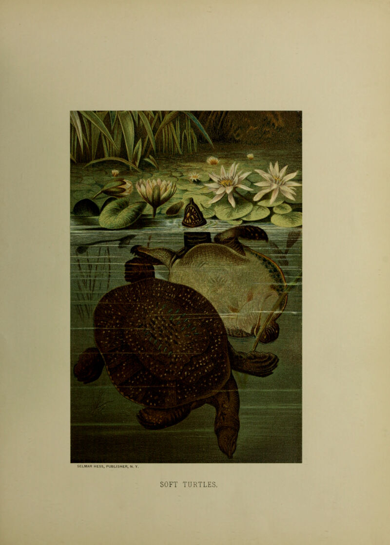 SELMAR HESS. PUBLISHER, N. Y. SOFT TURTLES