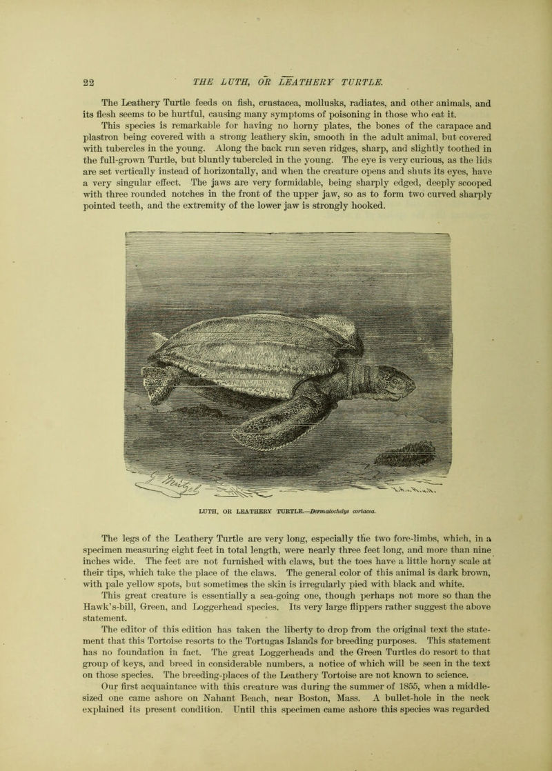 The Leathery Turtle feeds on fish, Crustacea, mollusks, radiates, and other animals, and its fiesh seems to be hurtful, causing many symptoms of poisoning in those who eat it. This species is remarkable for having no horny plates, the bones of the carapace and plastron being covered with a strong leathery skin, smooth in the adult animal, but covered with tubercles in the young. Along the back run seven ridges, sharp, and slightly toothed in the full-grown Turtle, but bluntly tubercled in the young. The eye is very curious, as the lids are set vertically instead of horizontally, and when the creature opens and shuts its eyes, have a very singular effect. The jaws are very formidable, being sharply edged, deeply scooped with three rounded notches in the front of the upper jaw, so as to form two curved sharply pointed teeth, and the extremity of the lower jaw is strongly hooked. LUTH, OR LEATHERY 'SXyRTlM.—DermcUochelys coriacea. The legs of the Leathery Turtle are very long, especially the two fore-limbs, which, in a specimen measuring eight feet in total length, were nearly three feet long, and more than nine inches wide. The feet are not furnished with claws, but the toes have a little horny scale at their tips, which take the place of the claws. The general color of this animal is dark brown, with pale yellow spots, but sometimes the skin is irregularly pied with black and white. This great creature is essentially a sea-going one, though perhaps not more so than the Hawk’s-bill, Green, and Loggerhead species. Its very large flippers rather suggest the above statement. The editor of this edition has taken the liberty to drop from the original text the state- ment that this Tortoise resorts to the Tortugas Islands for breeding purposes. This statement has no foundation in fact. The great Loggerheads and the Green Turtles do resort to that group of keys, and breed in considerable numbers, a notice of which will be seen in the text on those species. The breeding-places of the Leathery Tortoise are not known to science. Our first acquaintance with this creature was during the summer of 1855, when a middle- sized one came ashore on Naliant Beach, near Boston, Mass. A bullet-hole in the neck explained its present condition. Until this specimen came ashore this species was regarded