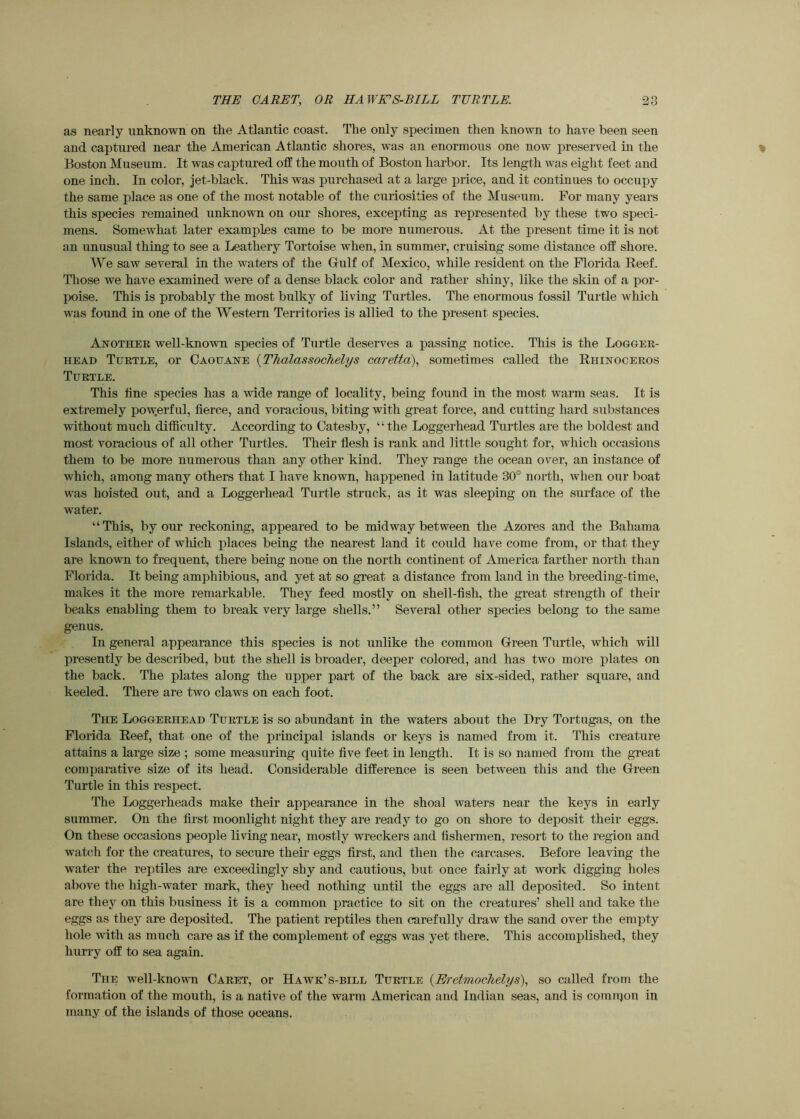 as nearly unknown on the Atlantic coast. Tlie only specimen then known to have been seen and captured near the American Atlantic shores, was an enormous one now preserved in the Boston Museum. It was captured off the mouth of Boston harbor. Its length was eight feet and one inch. In color, jet-black. This was purchased at a large price, and it continues to occupy the same place as one of the most notable of the curiosities of the Museum. For many years this species remained unknown on our shores, excepting as represented by these two speci- mens. Somewhat later examples came to be more numerous. At the present time it is not an unusual thing to see a Leathery Tortoise when, in summer, cruising some distance off shore. We saw several in the waters of the Gulf of Mexico, while resident on the Florida Reef. Those we have examined were of a dense black color and rather shiny, like the skin of a por- poise. This is probably the most bulky of living Turtles. The enormous fossil Turtle which was found in one of the Western Territories is allied to the present species. Another well-known species of Turtle deserves a passing notice. This is the Logger- head Turtle, or Caouane {Thalassochelys earetta), sometimes called the Rhinoceros Turtle. This fine species has a wide range of locality, being found in the most warm seas. It is extremely pow.erful, fierce, and voracious, biting with great force, and cutting hard substances without much difficulty. According to Catesby, “the Loggerhead Turtles are the boldest and most voracious of all other Turtles. Their flesh is rank and little sought for, which occasions them to be more numerous than any other kind. They range the ocean over, an instance of which, among many others that I have known, happened in latitude 30° north, when our boat was hoisted out, and a Loggerhead Turtle struck, as it was sleeping on the surface of the water. “This, by our reckoning, appeared to be midway between the Azores and the Bahama Islands, either of which places being the nearest land it could have come from, or that they are known to frequent, there being none on the north continent of America farther north than Florida. It being amphibious, and yet at so great a distance from land in the breeding-time, makes it the more remarkable. They feed mostly on shell-fish, the great strength of their beaks enabling them to break very large shells.” Several other species belong to the same genus. In general appearance this species is not unlike the common Green Turtle, which will presently be described, but the shell is broader, deeper colored, and has two more plates on the back. The plates along the upper part of the back are six-sided, rather square, and keeled. There are two claws on each foot. The Loggerhead Turtle is so abundant in the waters about the Dry Tortugas, on the Florida Reef, that one of the principal islands or keys is named from it. This creature attains a large size ; some measuring quite five feet in length. It is so named from the gveat comparative size of its head. Considerable difference is seen between this and the Green Turtle in this respect. The Loggerheads make their appearance in the shoal waters near the keys in early summer. On the first moonlight night they are ready to go on shore to deposit their eggs. On these occasions people living near, mostly wreckers and fishermen, resort to the region and watch for the creatures, to secure their eggs first, and then the carcases. Before leaving the water the reptiles are exceedingly shy and cautious, but once fairly at work digging holes above the high-water mark, they heed nothing until the eggs are all deposited. So intent are they on this business it is a common practice to sit on the creatures’ shell and take the eggs as they are deposited. The patient reptiles then carefully draw the sand over the empty hole with as much care as if the complement of eggs was yet there. This accomplished, they hurry off to sea again. The well-known Caret, or Hawk’s-bill Turtle {EretmocTielys), so called from the formation of the mouth, is a native of the warm American and Indian seas, and is comrtjon in many of the islands of those oceans.