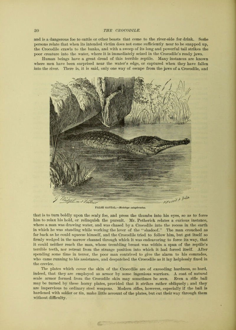 and is a dangerous foe to cattle or other beasts that come to the river-side for drink. Some persons relate that when its intended victim does not come sufficiently near to be snapped up, the Crocodile crawls to the banks, and with a sweep of its long and powerful tail strikes the poor creature into the water, where it is immediately seized in the Crocodile’s ready jaws. Human beings have a great dread of this terrible reptile. Many instances are known where men have been surprised near the water’s edge, or captured when they have fallen into the river. There is, it is said, only one way of escape from the jaws of a Crocodile, and FALSE GAVIAL.—Mecistops calaphractus. that is to turn boldly upon the scaly foe, and press the thumbs into his eyes, so as to force him to relax his hold, or relinquish the pursuit. Mr. Petherick relates a curious instance, where a man was drawing water, and was chased by a Crocodile into the recess in the earth in which he was standing while working the lever of the ^‘shadoof.” The man crouched as far back as he could squeeze himself, and the Crocodile tried to follow him, brrt got itself so firmly wedged in the narrow channel through which it was endeavoring to force its way, that it could neither reach the man, whose trembling breast was within a span of the reptile’s terrible teeth, nor retreat from the strange position into which it had forced itself. After spending some time in terror, the poor man contrived to give the alarm to his comrades, who came running to his assistance, and despatched the Crocodile as it lay helplessly fixed in the crevice. The plates which cover the skin of the Crocodile are of exceeding hardness, so hard, indeed, that they are employed as armor by some ingenious warriors. A coat of natural scale armor formed from the Crocodile skin may sometimes be seen. Even a rifle ball may be turned by these horny plates, provided that it strikes rather obliquely; and they are impervious to ordinary steel weapons. Modern lifles, hoAvever, especially if the ball is hardened vith solder or tin, make little account of the plates, but cut their way through them without difficulty.