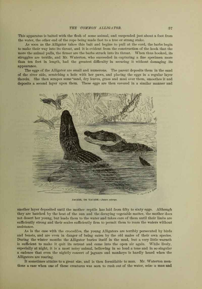 This apparatus is baited with the flesh of some animal, and suspended just about a foot from the water, the other end of the rope being made fast to a tree or strong stake. As soon as the Alligator takes this bait and begins to pull at the cord, the barbs begin to make their way into its throat, and it is evident from the construction of the hook that the more the animal pulls, the firmer are the barbs struck into its throat. When thus hooked, its struggles are terrific, and Mr. Waterton, who succeeded in capturing a fine specimen more than ten feet in length, had the greatest difficulty in securing it without damaging its appearance. The eggs of the Alligator are small and numerous. The parent deposits them in the sand of the river side, scratching a hole with her paws, and placing the eggs in a regular layer therein. She then scrapes some'sand, dry leaves, grass and mud over them, smoothes it and deposits a second layer upon them. These eggs are then covered in a similar manner and JACARE, OR YACARE.—Jacare sclerops. another layer deposited until the mother reptile has laid from fifty to sixty eggs. Although they are hatched by the heat of the sun and the decaying vegetable matter, the mother does not desert her young, but leads them to the water and takes care of them until their limbs are suflSciently strong and their scales sufficiently firm to permit them to roam the waters without assistance. As is the case with the crocodiles, the young Alligators are terribly persecuted by birds and beasts, and are even in danger of being eaten by the old males of their own species. During the winter months the Alligator buries itself in the mud, but a very little warmth is sufficient to make it quit its retreat and come into the open air again. While lively, especially at night, it is a most noisy animal, bellomng in so loud a tone and in so singular a cadence that even the nightly concert of jaguars and monkeys is hardly heard when the Alligators are roaring. It sometimes attains to a great size, and is then formidable to man. Mr. Waterton men- tions a case when one of these creatures was seen to rush out of the water, seize a man and