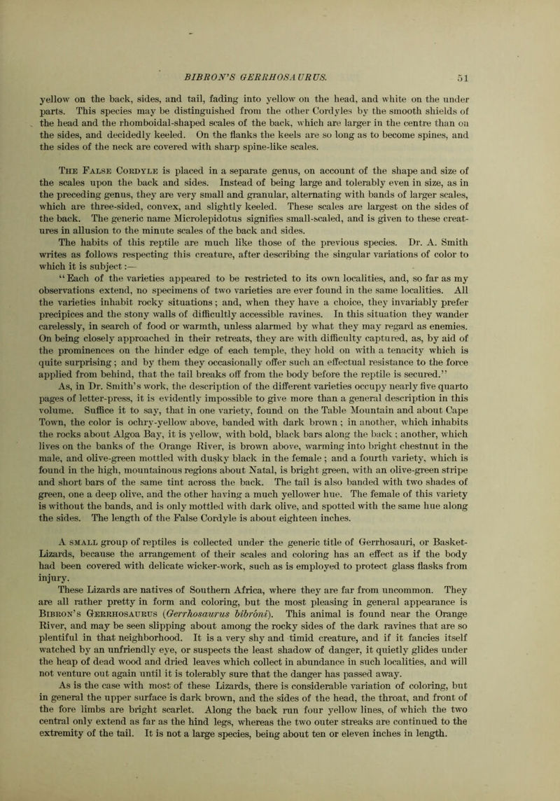 yellow on the back, sides, and tail, fading into yellow on the head, and white on the under parts. This species may be distinguished from the other Cordyles by the smooth shields of . the head and the rhomboidal-shaped scales of the back, which are larger in the centre than on the sides, and decidedly keeled. On the flanks the keels are so long as to become spines, and the sides of the neck are covered with sharp spine-like scales. The False Cordyle is placed in a separate genus, on account of the shape and size of the scales upon the back and sides. Instead of being large and tolerably even in size, as in the preceding genus, they are very small and granular, alternating with bands of larger scales, which are three-sided, convex, and slightly keeled. These scales are largest on the sides of the back. The generic name Microlepidotus signifles small-scaled, and is given to these creat- ures in allusion to the minute scales of the back and sides. The habits of this reptile are much like those of the previous species. Dr. A. Smith writes as follows respecting this creature, after describing the singular variations of color to which it is subject:— “Each of the varieties appeared to be restricted to its own localities, and, so far as my observations extend, no specimens of two varieties are ever found in the same localities. All the varieties inhabit rocky situations; and, when they have a choice, they invariably prefer precipices and the stony walls of difficultly accessible ravines. In this situation they wander carelessly, in search of food or warmth, unless alarmed by what they may regard as enemies. On being closely approached in their retreats, they are with difficulty captui-ed, as, by aid of the prominences on the hinder edge of each temple, they hold on with a tenacity which is quite surprising ; and by them they occasionally offer such an effectual resistance to the force applied from behind, that the tail breaks off from the body before the reptile is secured.” As, in Dr. Smith’s work, the description of the different varieties occupy nearly ffve quarto pages of letter-press, it is evidently impossible to give more than a general description in this volume. Suffice it to say, that in one variety, found on the Table Mountain and about Cape Town, the color is ochry-yellow above, banded with dark brown ; in another, which inhabits the rocks about Algoa Bay, it is yellow, with bold, black bars along the back ; another, which lives on the banks of the Orange River, is brown above, warming into bright chestnut in the male, and olive-green mottled with dusky black in the female ; and a fourtli variety, which is found in the high, mountainous regions about Natal, is bright green, with an olive-green stripe and short bars of the same tint across the back. The tail is also banded with two shades of green, one a deep olive, and the other having a much yellower hue. The female of this variety is without the bands, and is only mottled with dark olive, and spotted with the same hue along the sides. The length of the False Cordyle is about eighteen inches. A SMALL group of reptiles is collected under the generic title of Gerrhosauri, or Basket- Lizards, because the arrangement of their scales and coloring has an effect as if the body had been covered with delicate vdcker-work, such as is employed to protect glass flasks from injury. These Lizards are natives of Southern Africa, where they are far from uncommon. They are all rather pretty in form and coloring, but the most pleasing in general appearance is Bibron’s Gerrhosaurus {GerrJiosaurus hibroni). This animal is found near the Orange River, and may be seen slipping about among the rocky sides of the dark ravines that are so plentiful in that neighborhood. It is a very shy and timid creature, and if it fancies itself watched by an unfriendly eye, or suspects the least shadow of danger, it quietly glides under the heap of dead wood and dried leaves which collect in abundance in such localities, and will not venture out again until it is tolerably sure that the danger has passed away. As is the case with most of these Lizards, there is considerable variation of coloring, but in general the upper surface is dark brown, and the sides of the head, the throat, and front of the fore limbs are bright scarlet. Along the back run four yellow lines, of which the two central only extend as far as the hind legs, whereas the two outer streaks are continued to the extremity of the tail. It is not a large species, being about ten or eleven inches in length.