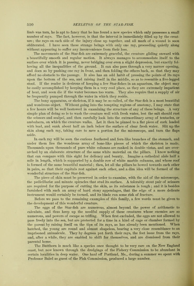 limb was torn, he is apt to fancy that he has found a new species which only possesses a small number of rays. The fact, however, is that the interval is immediately filled up by the creat- ure; the rays on each side of the injury close up together, and all mark of a wound is soon obliterated. I have seen these strange beings with only one ray, proceeding quietly along without appearing to suffer any inconvenience from their loss. The movements of the Star-fish are extremely graceful, the creature gliding onward with a beautifully smooth and regular motion. It always manages to accommodate itself to the surface over which it is passing, never bridging over even a slight depression, but exactly fol- lowing all the inequalities of the ground. It can also pass through a very narrow opening, and does so by pushing one ray in front, and then folding the others back, so that they may afford no obstacle to the passage. It also has an odd habit of pressing the points of its rays upon the bottom of the sea, and raising itself in the middle, so as to resemble a five-legged stool. If the reader is desirous of keeping a few Star-fishes in an aquarium, the object may be easily accomplished by keeping them in a very cool |)lace, as they are extremely impatient of heat, and soon die if the water becomes too warm. They also require that a supply of air be frequently pumped through the water in which they reside. The bony apparatus, or skeleton, if it may be so called, of the Star-fish is a most beautiful and wondrous object. Without going into the tempting regions of anatomy, I may state that a few hours will be well bestowed in examining the structure of any of these beings. A very simple plan of doing so is to wash the creature well with fresh water, lest the salt should rust the scissors and scalpel, and then carefully look into the extraordinary array of tentacles, or ambulacra, on which the creature walks. Let it then be pinned to a flat piece of cork loaded with lead, and sunk about half an inch below the surface of clear fresh water. Slit up the skin along each ray, taking care to save a portion for the microscope, and turn the flaps aside. In each ray will be seen the curious feathered and fem-like branches of the stomach, and under them lies the wondrous array of bone-like pieces of which the skeleton is made. Thousands upon thousands of pure white columns are ranked in double vistas, and are over- arched by an elaborate structure of the same white material on the pillars. I know nothing that can compare with this sight for delicacy and beauty. Imagine a cathedral aisle half a mile in length, which is supported by a double row of white marble columns, and whose roof is formed of the same l>eautiful material; then, let all the pillars be bowed towards each other in pairs, so that their capitals rest against each other, and a dim idea will be formed of the wonderful structure of the Star-fish. The piece of skin must be preserved in order to examine, with the aid of the microscope, the pedicillarise and minute spiracles that stud its surface. A tolerably stout pair of scissors are required for the purpose of cutting the skin, as its substance is tough ; and it is besides furnished with such an array of hard stony appendages, that the edge of a more delicate instrument would certainly be turned, and its blade run some risk of fracture. Before we pass to the remaining examples of this family, a few words must be given to the development of this wonderful creature. The eggs of the Star-fish are numerous, almost beyond the power of arithmetic to calculate, and thus keep up the needful supply of these creatures whose enemies are so numerous, and powers of escape so trifling. When first excluded, the eggs are not allowed to pass freely into the sea, but are protected for a time in a kind of cage or chamber formed by the parent by raising itself on the tips of its rays, as has already been mentioned. When hatched, the young are round and almost shapeless, bearing a very close resemblance to an imprisoned animalcule. They by degrees put forth their rays, the feet issue from the rays, and, after a while, they are enabled to shift for themselves, and are dismissed from their parental home. The Butthorn is much like a species once thought to be very rare on the New England coast, but now known through the dredgings of the Fishery Commission to be abundant in certain localities in deep water. One haul off Portland, Me., during a summer we spent with Professor Baird as guest of the Fish Commission, produced a large number.
