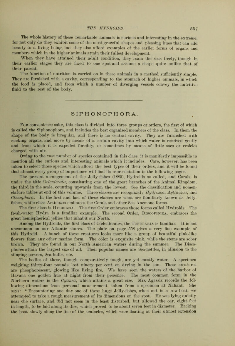 The whole history of these remarkable animals is curious and interesting in the extreme, for not only do they, exhibit some of the most graceful shapes and pleasing hues that can add beauty to a living being, but they also atford examples of the earlier forms of organs and members which in the higher animals attain their fullest development. When they have attained their adult condition, they roam the seas freely, though in their earlier stages they are fixed to one spot and assume a shape quite unlike that of their parent. The function of nutrition is carried on in these animals in a method sufficiently simple. They are furnished with a cavity, corresponding to the stomach of higher animals, in which the food is placed, and from which a number of diverging vessels convey the nutritive fluid to the rest of the body. SIPHONOPHORA. Foe convenience sake, this class is divided into three groups or orders, the first of which is called the Siphonophora, and includes the best organized members of the class. In them the shape of the body is irregular, and there is no central cavity. They are furnished with sucking organs, and move by means of a certain cavity into which water is received gently and from which it is expelled forcibly, or sometimes by means of little sacs or vesicles charged with air. Owing to the vast number of species contained in this class, it is manifestly impossible fo mention all the curious and interesting animals which it includes. Care, however, has been taken to select those species which afford the best types of their orders, and it will be found that almost every group of importance will find its representation in the following pages. The present arrangement of the Jelly-fishes (1885), Hydroids so called, and Corals, is undv'r the title Coelenterata, constituting one of the great branches of the Animal Kingdom, the third in the scale, counting upwards from the lowest. See the classification and nomen- clature tables at end of this volume. Three classes are recognized : Hydrozoa, AcUnozoa., and CtenopTiora. In the first and last of these classes are what are familiarly known as Jelly- fishes, while class Actinozoa embraces the Corals and other Sea Anemone forms. The first class is Hydkozoa. The first Order embraces those forms called Hydroids. The fresh-water Hydra is a familiar example. The second Order, Hiscophoea, embraces the great hemispherical jellies that inhabit our North. Among the Hydroids, the first class of Ccelenterates, the Tubulaeia is familiar. It is not uncommon on our Atlantic shores. The plate on page 558 gives a very fine example of this Hydroid. A bunch of these creatures looks more like a group of beautiful pink-like flowers than any other marine form. The color is exquisite pink, while the stems are sober brown. They are found in our North American waters during the summer. The Disco- phores attain the largest size of all. Their popular names are Sea-nettles, in allusion to the stinging powers. Sea-bulbs, etc. The bodies of these, though comparatively tough, are yet mostly water. A specimen weighing thirty-four pounds lost ninety per cent, on drying in the sun. These creatures are phosphorescent, glowing like living fire. We have seen the waters of the harbor of Havana one golden hue at night from their presence. The most common form in the Northern waters is the Cyanea., which attains a great size. Mrs. Agassiz records the fol- lowing dimensions from personal measurement, taken from a specimen at Nahant. She says: “Encountering one day one of these huge Jelly-fishes, when out in a row-boat, we attempted to take a rough measurement of its dimensions on the spot. He was lying quietly near the surface, and did not seem in the least disturbed, but allowed the oar, eight feet in length, to be laid along its disc, which proved to be about seven feet in diameter. Backing the boat slowly along the line of the tentacles, which were floating at their utmost extension