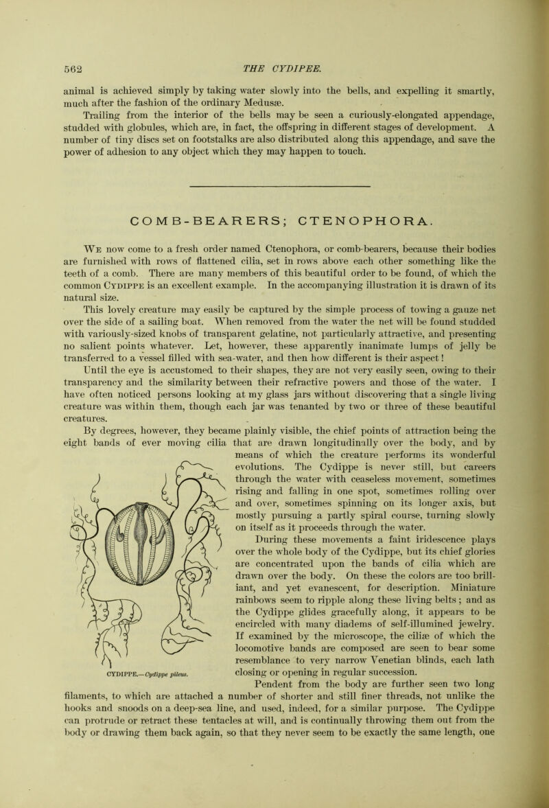 animal is achieved simply by taking water slowly into the bells, and expelling it smartly, much after the fashion of the ordinary Medusae. Trailing from the interior of the bells may be seen a curiously-elongated appendage, studded with globules, which are, in fact, the offspring in different stages of development. A number of tiny discs set on footstalks are also distributed along this appendage, and save the power of adhesion to any object which they may happen to touch. COMB-BEARERS; CTENOPHORA. We now come to a fresh order named Ctenophora, or comb-bearers, because their bodies are furnished with rows of flattened cilia, set in rows above each other something like the teeth of a comb. There are many members of this beautiful order to be found, of which the common Cydippe is an excellent example. In the accompanying illustration it is drawn of its natural size. This lovely creature may easily be captured by the simple process of towing a gauze net over the side of a sailing boat. When removed from the water the net will be found studded with variously-sized knobs of transparent gelatine, not particularly attractive, and presenting no salient points whatever. Let, however, these apparently inanimate lumps of Jelly be transferred to a vessel filled with sea-water, and then how different is their aspect! Until the eye is accustomed to their shapes, they are not very easily seen, owing to their transparency and the similarity between their refractive powers and those of the water. I have often noticed persons looking at my glass jars without discovering that a single living creature was within them, though each jar was tenanted by two or three of these beautiful creatures. By degrees, however, they became plainly visible, the chief points of attraction being the eight bands of ever moving cilia that are drawn longitudinally over the body, and by means of which the creature performs its wonderful evolutions. The Cydippe is never still, but careers through the water with ceaseless movement, sometimes rising and falling in one spot, sometimes rolling over and over, sometimes spinning on its longer axis, but mostly pursuing a partly spiral course, turning slowly on itself as it proceeds through the water. During these movements a faint iridescence plays over the whole body of the Cydippe, but its chief glories are concentrated upon the bands of cilia which are drawn over the body. On these the colors are too brill- iant, and yet evanescent, for description. Miniature rainbows seem to ripple along these living belts ; and as the Cydippe glides gracefully along, it appears to be encircled with many diadems of self-illumined jewelry. If examined by the microscope, the cilise of which the locomotive bands are composed are seen to bear some resemblance to very narrow Venetian blinds, each lath closing or opening in regular succession. Pendent from the body are further seen two long filaments, to which are attached a number of shorter and still finer threads, not unlike the hooks and snoods on a deep-sea line, and used, indeed, for a similar purpose. The Cydippe can protrude or retract these tentacles at will, and is continually throwing them out from the body or drawing them back again, so that they never seem to be exactly the same length, one CYDIPPE.—Cydippe pnleus.