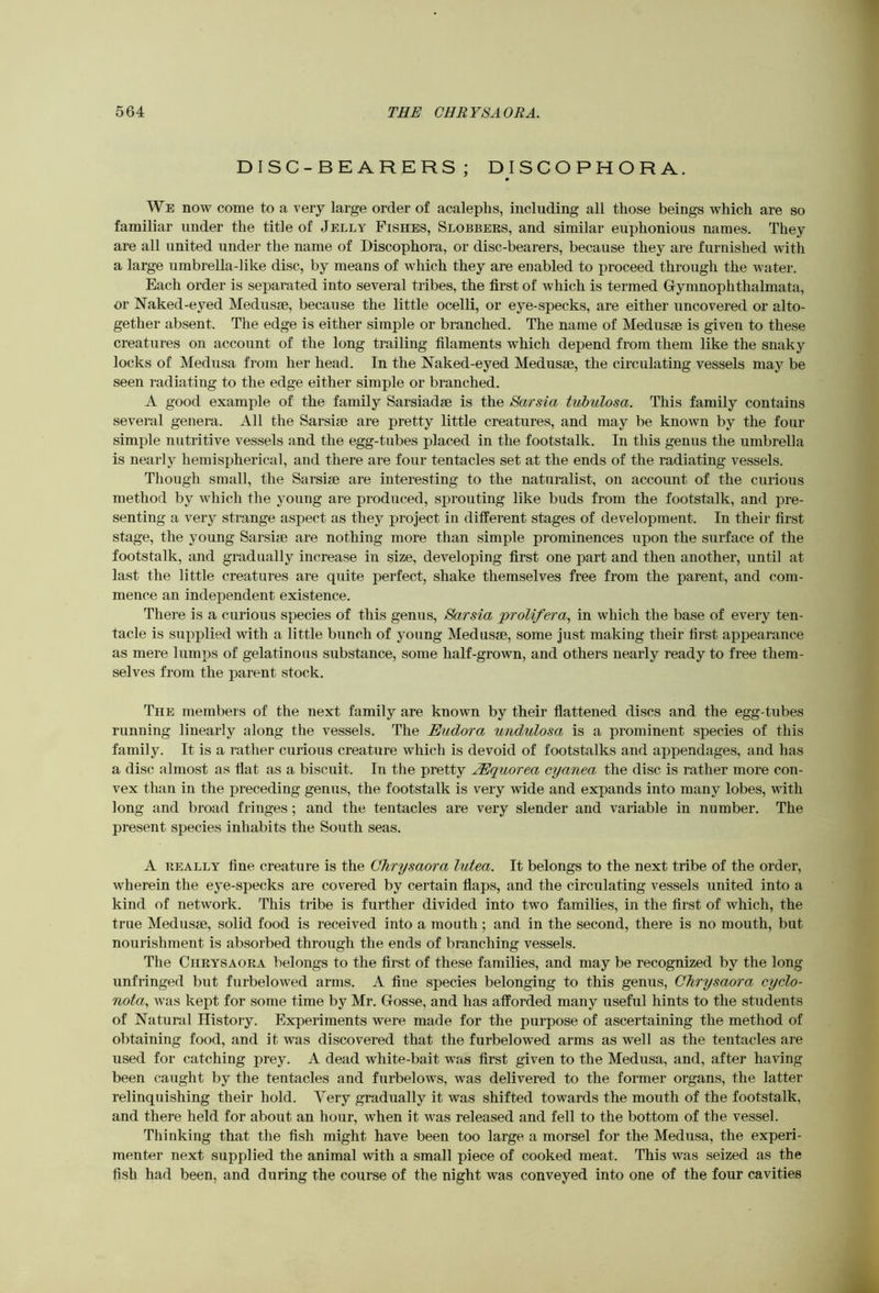 DISC-BEARERS; DISCOPHORA. We now come to a very large order of acaleplis, including all those beings which are so familiar under the title of Jelly Fishes, Slobbees, and similar euphonious names. They are all united under the name of Discophora, or disc-bearers, because they are furnished with a large umbrella-like disc, by means of which they are enabled to proceed through the water. Each order is separated into several tribes, the first of which is termed Gymnophthalmata, or Naked-eyed Medusae, because the little ocelli, or eye-specks, are either uncovered or alto- gether absent. The edge is either simple or branched. The name of Medusae is given to these creatures on account of the long trailing filaments which depend from them like the snaky locks of Medusa from her head. In the Naked-eyed Medusae, the circulating vessels may be seen radiating to the edge either simple or branched. A good example of the family Sarsiadae is the Sarsia tubulosa. This family contains several genera. All the Sarsiae are pretty little creatures, and may be known by the four simple nutritive vessels and the egg-tubes placed in the footstalk. In this genus the umbrella is nearly hemispherical, and there are four tentacles set at the ends of the radiating vessels. Though small, the Sarsiae are interesting to the naturalist, on account of the curious method by which the young are produced, sprouting like buds from the footstalk, and pre- senting a very strange aspect as they project in different stages of development. In their first stage, the young Sarsiae are nothing more than simple prominences upon the surface of the footstalk, and gradually increase in size, developing first one part and then another, until at last the little creatures are quite perfect, shake themselves free from the parent, and com- mence an independent existence. There is a curious species of this genus, Sarsia jprolifera, in which the base of every ten- tacle is supplied with a little bunch of young Medusae, some Just making their first appearance as mere lumps of gelatinous substance, some half-grown, and others nearly ready to free them- selves from the parent stock. The members of the next family are known by their fiattened discs and the egg-tubes running linearly along the vessels. The Eudora undulosa is a prominent species of this family. It is a rather curious creature which is devoid of footstalks and appendages, and has a disc almost as fiat as a biscuit. In the pretty ^quorea cyanea the disc is rather more con- vex than in the preceding genus, the footstalk is very wide and expands into many lobes, with long and broad fringes; and the tentacles are very slender and variable in number. The present species inhabits the South seas. A eeally fine creature is the Chrysaora lutea. It belongs to the next tribe of the order, wherein the eye-specks are covered by certain fiaps, and the circulating vessels united into a kind of network. This tribe is further divided into two families, in the first of which, the true Medusae, solid food is received into a mouth; and in the second, there is no mouth, but nourishment is absorbed through the ends of branching vessels. The Cheysaoka belongs to the first of these families, and may be recognized by the long unfringed but furbelowed arms. A fine species belonging to this genus, OTirysaora cyclo- nota, was kept for some time by Mr. Gosse, and has afforded many useful hints to the students of Natural History. Experiments were made for the purpose of ascertaining the method of obtaining food, and it was discovered that the furbelowed arms as well as the tentacles are used for catching prey. A dead white-bait was first given to the Medusa, and, after having been caught by the tentacles and furbelows, was delivered to the former organs, the latter relinquishing their hold. Very gradually it was shifted towards the mouth of the footstalk, and there held for about an hour, when it was released and fell to the bottom of the vessel. Thinking that the fish might have been too large a morsel for the Medusa, the experi- menter next supplied the animal with a small piece of cooked meat. This was seized as the fish had been, and during the course of the night was conveyed into one of the four cavities