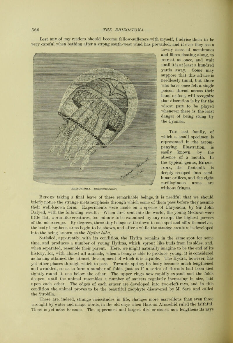 Lest any of my readers should become fellow-sufferers with myself, I advise them to be very careful when bathing after a strong south-west wind has prevailed, and if ever they see a tawny mass of membranes and fibres floating along, to retreat at once, and wait until it is at least a hundred yards away. Some may suppose that this advice is needlessly timid, but those who have once felt a single poison thread across their hand or foot, will recognize that discretion is by far the wisest part to be played whenever there is the least danger of being stung by the Cyansea. The last family, of which a small specimen is represented in the accom- panying illustration, is easily known by the absence of a mouth. In the typical genus, Rhizos- TOMA, the footstalk is deeply scooped into semi- lunar orifices, and the eight cartilaginous arms are without fringes. Befoee taking a final leave of these remarkable beings, it is needful that we should briefly notice the strange metamorphosis through which some of them pass before they assume their well-known form. Experiments were made on a species of Chrysaora, by Sir John Dalyell, with the following result:—When first sent into the world, the young Medusae were little flat, worm-like creatures, too minute to be examined by any except the highest powers of the microscope. By degrees, these tiny beings settle down to one spot and affix themselves, the body lengthens, arms begin to be shown, and after a while the strange creature is developed into the being known as the Hydra tuba. Satisfied, apparently, with its condition, the Hydra remains in the same spot for some time, and produces a number of young Hydras, which sprout like buds from its sides, and, when separated, resemble their parent. Here, we might naturally imagine to be the end of its history, for, with almost all animals, when a being is able to produce young, it is considered as having attained the utmost development of which it is capable. The Hydra, however, has yet other phases through which to pass. Towards spring, its body becomes much lengthened and wrinkled, so as to form a number of folds, just as if a series of threads had been tied tightly round it, one below the other. The upper rings now rapidly expand and the folds deepen, until the animal resembles a number of saucers regularly increasing in size, laid upon each other. The edges of each saucer are developed into two-cleft rays, and in this condition the animal proves to be the beautiful zoophyte discovered by M. Sars, and called the Strobila. These are, indeed, strange vicissitudes in life, changes more marvellous than even those wrought by water and magic words, in the old days when Haroun Alraschid ruled the faithful. There is yet more to come. The uppermost and largest disc or saucer now lengthens its rays RHIZOSTOMA.—Rhizostoma cuvieri.