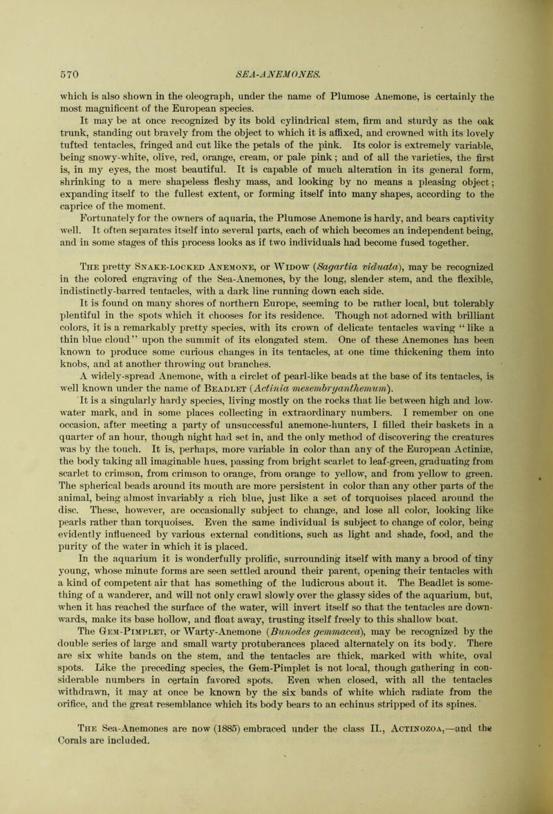 which is also shown in the oleograph, under the name of Plumose Anemone, is certainly the most magnificent of the European species. It may be at once recognized by its bold cylindrical stem, firm and sturdy as the oak trunk, standing out bravely from the object to which it is affixed, and crowned with its lovely tufted tentacles, fringed and cut like the petals of the pink. Its color is extremely variable, being snowy-white, olive, red, orange, cream, or pale pink; and of all the varieties, the first is, in my eyes, the most beautiful. It is capable of much alteration in its general form, shrinking to a mere shapeless fleshy mass, and looking by no means a pleasing object; expanding itself to the fullest extent, or forming itself into many shapes, according to the caprice of the moment. Fortunately for the owners of aquaria, the Plumose Anemone is hardy, and bears captivity well. It often separates itself into several parts, each of which becomes an independent being, and in some stages of this process looks as if two individuals had become fused together. The pretty Snake-locked Anemone, or Widow {Sagartia mduato)., may be recognized in the colored engraving of the Sea-Anemones, by the long, slender stem, and the flexible, indistinctly-barred tentacles, with a dark line running down each side. It is found on many shores of northern Europe, seeming to be rather local, but tolerably plentiful in the spots which it chooses for its residence. Though not adorned with brilliant colors, it is a remarkably pretty species, with its crown of delicate tentacles waving “ like a thin blue cloud” upon the summit of its elongated stem. One of these Anemones has been known to produce some curious changes in its tentacles, at one time thickening them into knobs, and at another throwing out branches. A widely-spread Anemone, with a circlet of pearl-like beads at the base of its tentacles, is well known under the name of Beadlet {Actinia mesemhryantTiemum'). It is a singularly hardy species, living mostly on the rocks that lie between high and low- water mark, and in some places collecting in extraordinary numbers. I remember on one occasion, after meeting a party of unsuccessful anemone-hunters, I filled their baskets in a quarter of an hour, though night had set in, and the only method of discovering the creatures was by the touch. It is, perhaps, more variable in color than any of the European Actiniae, the body taking all imaginable hues, passing from bright scarlet to leaf-green, graduating from scarlet to crimson, from crimson to orange, from orange to yellow, and from yellow to green. The spherical beads around its mouth are more persistent in color than any other parts of the animal, being almost invariably a rich blue, just like a set of torquoises placed around the disc. These, however, are occasionally subject to change, and lose all color, looking like pearls rather than torquoises. Even the same individual is subject to change of color, being evidently influenced by various external conditions, such as light and shade, food, and the purity of the water in which it is placed. In the aquarium it is wonderfully prolific, surrounding itself with many a brood of tiny young, whose minute forms are seen settled around their parent, opening their tentacles with a kind of competent air that has something of the ludicrous about it. The Beadlet is some- thing of a wanderer, and will not only crawl slowly over the glassy sides of the aquarium, but, when it has reached the surface of the water, will invert itself so that the tentacles are down- wards, make its base hollow, and float away, trusting itself freely to this shallow boat. The Gem-Pimplet, or Warty-Anemone {Bunodes gemmaceo), may be recognized by the double series of large and small warty protuberances placed alternately on its body. There are six white bands on the stem, and the tentacles are thick, marked with white, oval spots. Like the preceding species, the Gem-Pimplet is not local, though gathering in con- siderable numbers in certain favored spots. Even when closed, with all the tentacles withdrawn, it may at once be known by the six bands of white which radiate from the orifice, and the great resemblance which its body bears to an echinus stripped of its spines. The Sea-Anemones are now (1885) embraced under the class II., Actinozoa,—and the Corals are included.