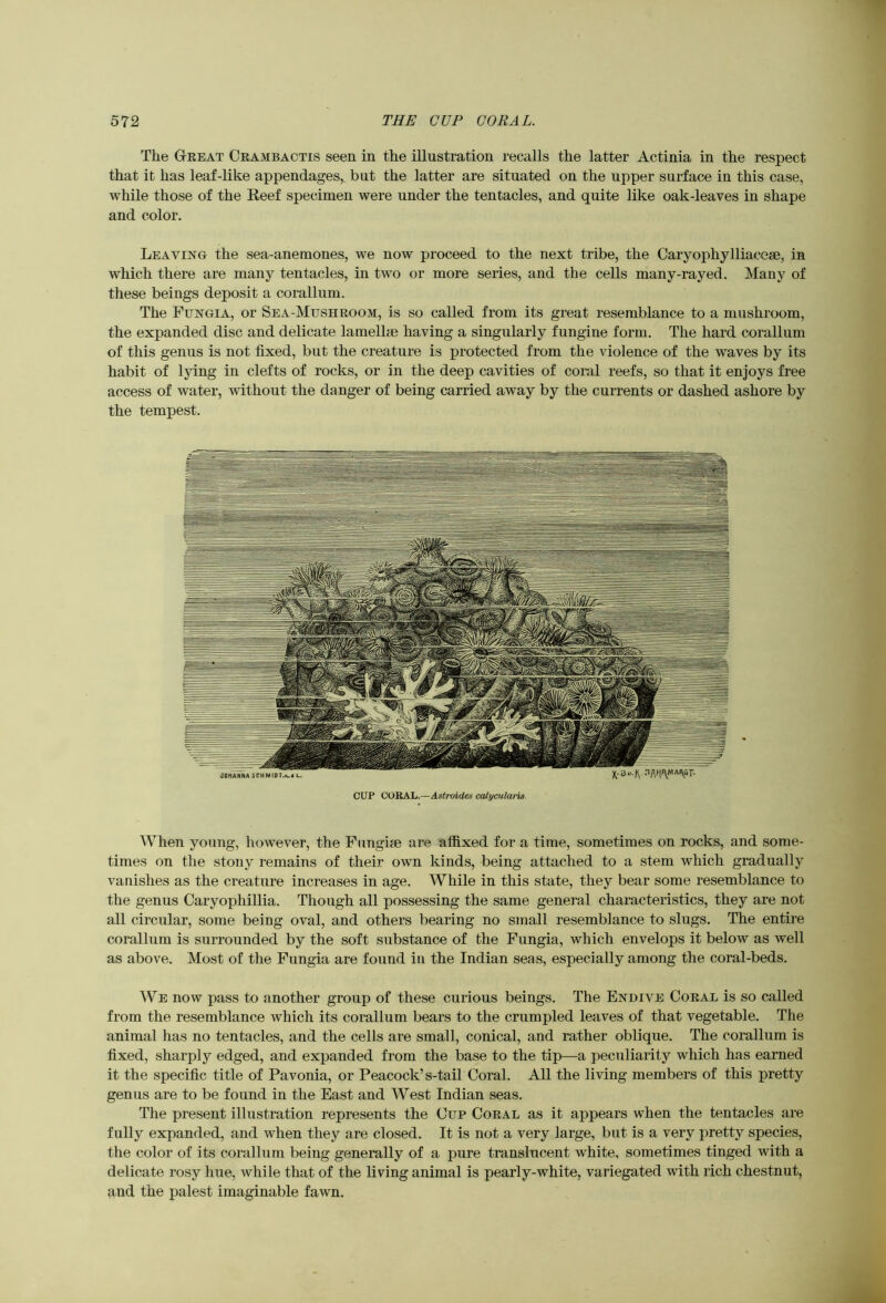 The Gkeat Ceambactis seen in the illustration recalls the latter Actinia in the respect that it has leaf-like appendages, but the latter are situated on the upper surface in this case, while those of the Reef specimen were under the tentacles, and quite like oak-leaves in shape and color. Leaving the sea-anemones, we now proceed to the next tribe, the Caryophylliacose, in which there are many tentacles, in two or more series, and the cells many-rayed. Many of these beings deposit a corallum. The Fungia, or Sea-Mushroom, is so called from its great resemblance to a mushroom, the expanded disc and delicate lamella? having a singularly fungine form. The hard corallum of this genus is not fixed, but the creature is protected from the violence of the waves by its habit of lying in clefts of rocks, or in the deep cavities of coral reefs, so that it enjoys free access of water, without the danger of being carried away by the currents or dashed ashore by the tempest. CUP CORAL.—Astroides calycularis When young, however, the Fimgise are affixed for a time, sometimes on rocks, and some- times on the stony remains of their own kinds, being attached to a stem which gradually vanishes as the creature increases in age. While in this state, they bear some resemblance to the genus Caryophillia. Though all possessing the same general characteristics, they are not all circular, some being oval, and others bearing no sjnall resemblance to slugs. The entire corallum is surrounded by the soft substance of the Fungia, which envelops it below as well as above. Most of the Fungia are found in the Indian seas, especially among the coral-beds. We now pass to another group of these curious beings. The Endive Coeal is so called from the resemblance which its corallum bears to the crumpled leaves of that vegetable. The animal has no tentacles, and the cells are small, conical, and rather oblique. The corallum is fixed, sharply edged, and expanded from the base to the tip—a peculiarity which has earned it the specific title of Pavonia, or Peacock’s-tail Coral. All the living members of this pretty genus are to be found in the East and West Indian seas. The present illustration represents the Cup Coral as it appears when the tentacles are fully expanded, and when they are closed. It is not a very large, but is a very pretty species, the color of its corallum being generally of a pure translucent white, sometimes tinged with a delicate rosy hue, while that of the living animal is pearly-white, variegated with rich chestnut, and the palest imaginable fawn.