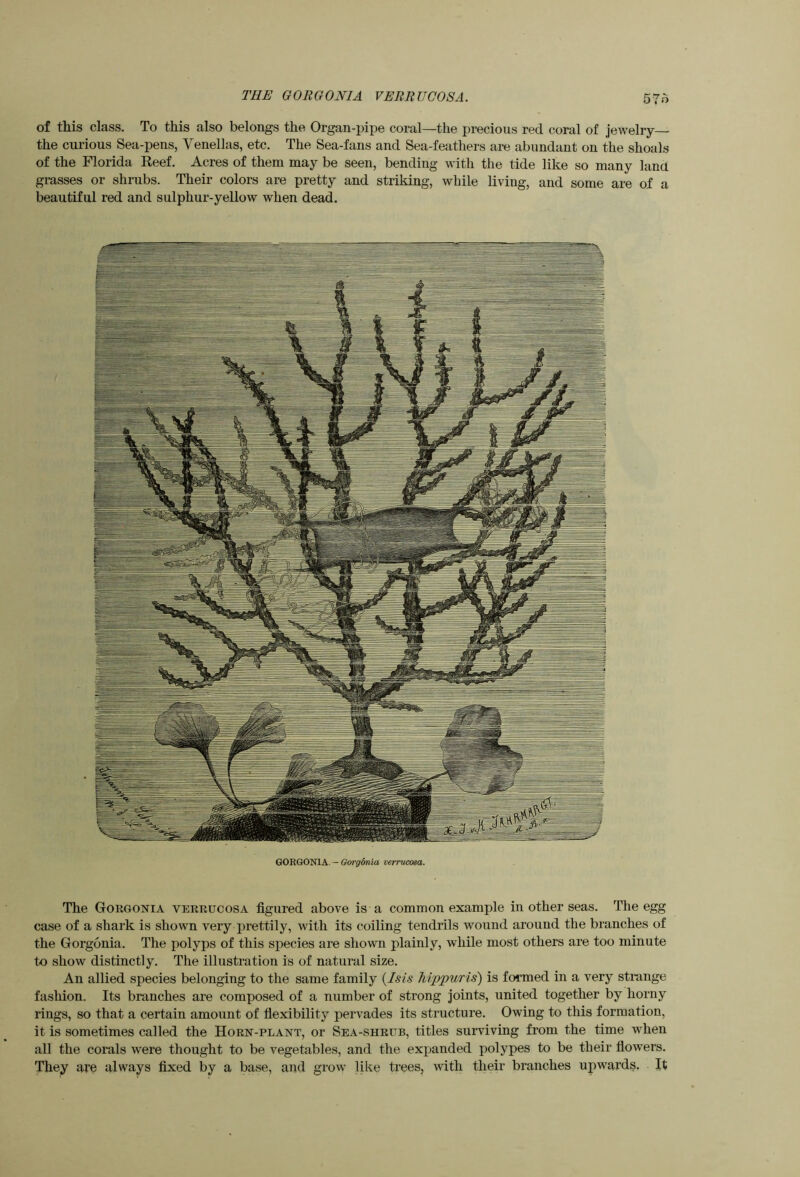 THE GORGONIA VERRUCOSA of this class. To this also belongs the Organ-pipe coral—the precious red coral of jewelry— the curious Sea-pens, Yenellas, etc. The Sea-fans and Sea-feathers are abundant on the shoals of the Florida Reef. Acres of them may be seen, bending with the tide like so many land grasses or shrubs. Their colors are pretty and striking, Avhile living, and some are of a beautiful red and sulphur-yellow when dead. GORGONIA —(Sorg-onio verrucosa. The Gorgonia verrucosa figured above is a common example in other seas. The egg case of a shark is shown very prettily, with its coiling tendrils wound around the branches of the Gorgonia. The polyps of this species are shown plainly, while most others are too minute to show distinctly. The illustration is of natural size. An allied species belonging to the same family {Isis hippuris) is foi'med in a very strange fashion. Its branches are composed of a number of strong joints, united together by horny rings, so that a certain amount of fiexibility pervades its structure. Owing to this formation, it is sometimes called the Horn-plant, or Sea-shrub, titles surviving from the time when all the corals were thought to be vegetables, and the expanded polypes to be their flowers. They are always fixed by a base, and grow like trees, with their branches upwards. It