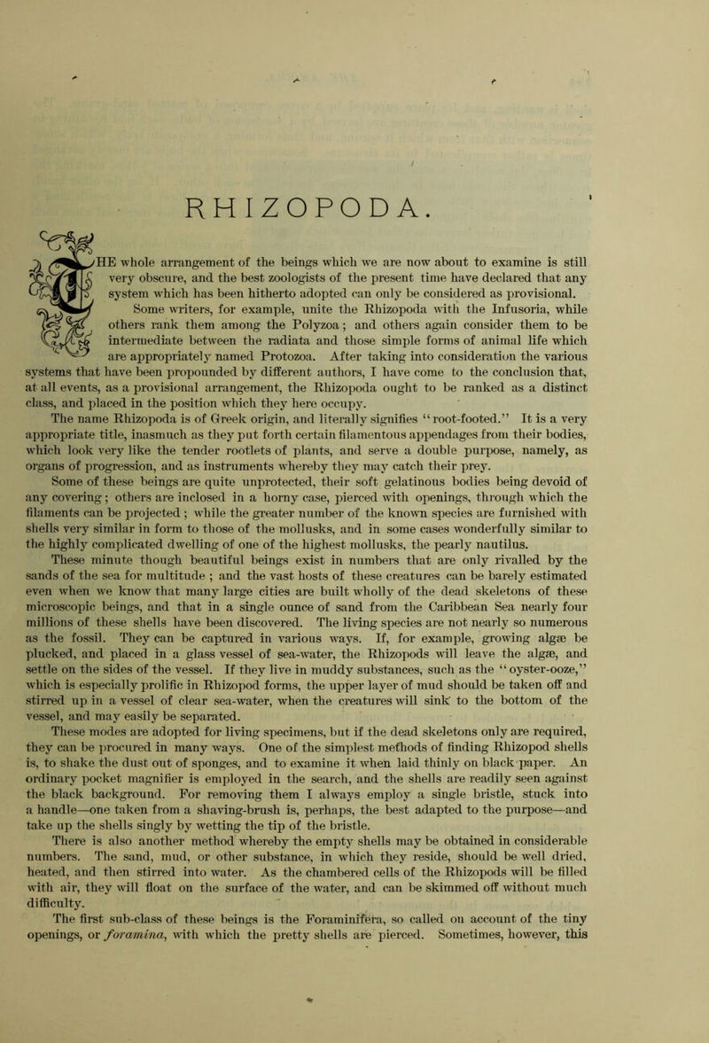 I RHIZOPODA. HE whole arrangement of the beings which we are now about to examine is still very obscure, and the best zoologists of the present time have declared that any system which has been hitherto adopted can only be considered as provisional. Some writers, for example, unite the Rhizopoda with the Infusoria, while others rank them among the Polyzoa; and others again consider them to be intermediate between the radiata and those simple forms of animal life which are appropriately named Protozoa. After taking into consideration the various systems that have been propounded by different authors, I have come to the conclusion that, at all events, as a provisional arrangement, the Rhizopoda ought to be ranked as a distinct class, and placed in the position which they here occupy. The name Rhizopoda is of Greek origin, and literally signifies “root-footed.” It is a very appropriate title, inasmuch as they put forth certain filamentous appendages from their bodies, which look very like the tender rootlets of plants, and serve a double purpose, namely, as organs of progression, and as instruments whereby they may catch their prey. Some of these beings are quite unprotected, their soft gelatinous bodies being devoid of any covering ; others are inclosed in a horny case, pierced with openings, through w’hich the filaments can be projected ; while the greater number of the known species are furnished with shells very similar in form to those of the mollusks, and in some cases wonderfully similar to the highly complicated dwelling of one of the highest mollusks, the pearly nautilus. These minute though beautiful beings exist in numbers that are only rivalled by the sands of the sea for multitude ; and the vast hosts of these creatures can be barely estimated even when we know that many large cities are built wholly of the dead skeletons of these microscopic beings, and that in a single ounce of sand from the Caribbean Sea nearly four millions of these shells have been discovered. The living species are not nearly so numerous as the fossil. They can be captured in various ways. If, for example, growing algse be plucked, and placed in a glass vessel of sea-water, the Rhizopods will leave the algae, and settle on the sides of the vessel. If they live in muddy substances, such as the “oyster-ooze,” which is especially prolific in Rhizopod forms, the upper layer of mud should be taken off and stirred up in a vessel of clear sea-water, when the creatures will sink to the bottom of the vessel, and may easily be separated. These modes are adopted for living specimens, but if the dead skeletons only are required, they can be procured in many ways. One of the simplest methods of finding Rhizopod shells is, to shake the dust out of sponges, and to examine it when laid thinly on black-paper. An ordinary pocket magnifier is employed in the search, and the shells are readily seen against the black background. For removing them I always employ a single bristle, stuck into a handle—one taken from a shaving-brush is, perhaps, the best adapted to the purpose—and take up the shells singly by wetting the tip of the bristle. There is also another method whereby the empty shells may be obtained in considerable numbers. The sand, mud, or other substance, in which they reside, should be well dried, heated, and then stirred into water. As the chambered cells of the Rhizopods will be filled with air, they will fioat on the surface of the water, and can be skimmed off without much difficulty. The first sub-class of these beings is the Foraminifera, so called on account of the tiny openings, or foramina^ with which the pretty shells are pierced. Sometimes, however, this