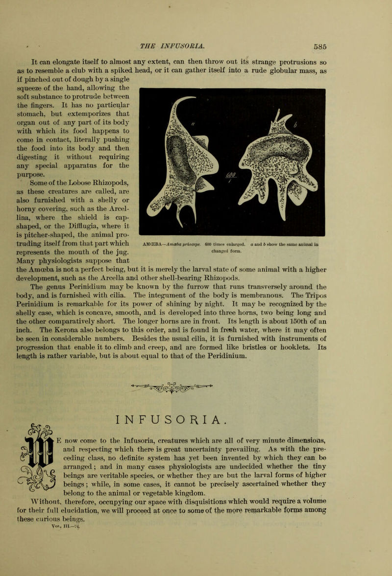 It can elongate itself to almost any extent, can then throw out its strange protrusions so as to resemble a club with a spiked head, or it can gather itself into a rude globular mass, as if pinched out of dough by a single squeeze of the hand, allowing the soft substance to protrude between the fingers. It has no particular stomach, but extemporizes that organ out of any part of its body with which its food happens to come in contact, literally pushing the food into its body and then digesting it without requiring any special apparatus for the purpose. Some of the Lobose Rhizopods, as these creatures are called, are also furnished Avith a shelly or horny coveiing, such as the Arcel- lina, where the shield is cap- shaped, or the Difflugia, where it is pitcher-shaped, the animal pro- truding itself from that part which represents the mouth of the jug. Many physiologists suppose that the Amoeba is not a perfect being, but it is merely the larval state of some animal with a higher development, such as the Arcella and other shell-bearing Rhizopods. The genus Perinidium may be known by the furrow that runs transversely around the body, and is furnished with cilia. The integument of the body is membranous. The Tripos Perinidium is remarkable for its power of shining by night. It may be recognized by the shelly case, which is concave, smooth, and is developed into three horns, two being long and the other comparatively short. The longer horns are in front. Its length is about 150th of an inch. The Kerona also belongs to this order, and is found in fresh water, where it may often be seen in considerable numbers. Besides the usual cilia, it is furnished with instruments of progression that enable it to climb and creep, and are formed like bristles or booklets. Its length is rather variable, but is about equal to that of the Peridinium. AMOEBA—Amceha princeps. 600 times enlarged, a and b show the same animal in changed form. INFUSORIA. E now come to the Infusoria, creatures which are all of very minute dimensions, and respecting which there is great uncertainty prevailing. As with the pre- ceding class, no definite system has yet been invented by which they can be arranged; and in many cases physiologists are undecided whether the tiny beings are veritable species, or whether they are but the larval forms of higher beings; while, in some cases, it cannot be precisely ascertained whether they belong to the animal or vegetable kingdom. AVithout, therefore, occupying our space with disquisitions which would require a volume for their full elucidation, we will proceed at once to some of the more remarkable forms among these curious beings. Vot.. Ill—V4.