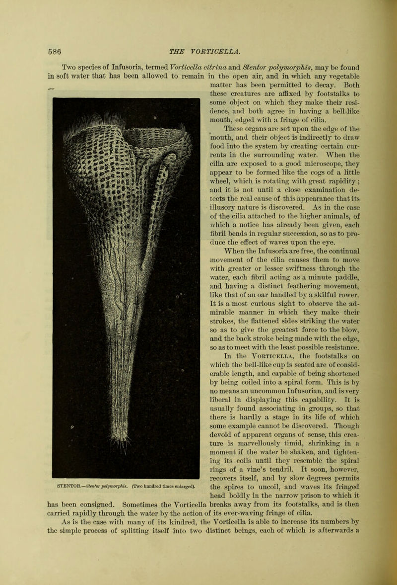 686 THE VORTIGELLA. Two species of Infusoria, termed Vorticella citrina and Stentor ‘polymorphism may be found in soft water that has been allowed to remain in the open air, and in which any vegetable matter has been permitted to decay. Both these creatures are affixed by footstalks to some object on which they make their resi- dence, and both agree in having a bell-like mouth, edged with a fringe of cilia. These organs are set upon the edge of the mouth, and their object is indirectly to draw food into the system by creating certain cur- rents in the surrounding Avater. When the cilia are exposed to a good microscope, they appear to be formed like the cogs of a little wheel, which is rotating with great rapidity ; and it is not until a close examination de- tects the real cause of this appearance that its illusory nature is discovered. As in the case of the cilia attached to the higher animals, of Avhich a notice has already been given, each fibril bends in regular succession, so as to pro- duce the effect of waves upon the eye. When the Infusoria are free, the continual movement of the cilia causes them to move with greater or lesser swiftness through the water, each fibril acting as a minute paddle, and having a distinct feathering movement, like that of an oar handled by a skilful rower. It is a most curious sight to observe the ad- mirable manner in which they make their strokes, the flattened sides striking the water so as to give the greatest force to the blow, and the back stroke being made with the edge, so as to meet Avith the least possible resistance. In the Yokticella, the footstalks on which the bell-like cup is seated are of consid- erable length, and capable of being shortened by being coiled into a spiral form. This is by no means an uncommon Infusorian, and is very liberal in displaying this capability. It is usually found associating in groups, so that there is hardly a stage in its life of which some example cannot be discovered. Though devoid of apparent organs of sense, this crea- ture is marvellously timid, shrinking in a moment if the water be shaken, and tighten- ing its coils until they resemble the spiral rings of a vine’s tendril. It soon, however, recovers itself, and by slow degrees permits %r'mrO'&.—SU.nt<yr polyvmrphis. (Two hundred times enlarged). the SpireS tO UnCOil, and WaveS itS fringed head boldly in the narrow prison to which it has been consigned. Sometimes the Yorticella breaks away from its footstalks, and is then carried rapidly through the water by the action of its ever-watfing fringe of cilia. As is the case with many of its kindred, the Yorticella is able to increase its numbers by the simple process of splitting itself into two distinct beings, each of which is afterwards a