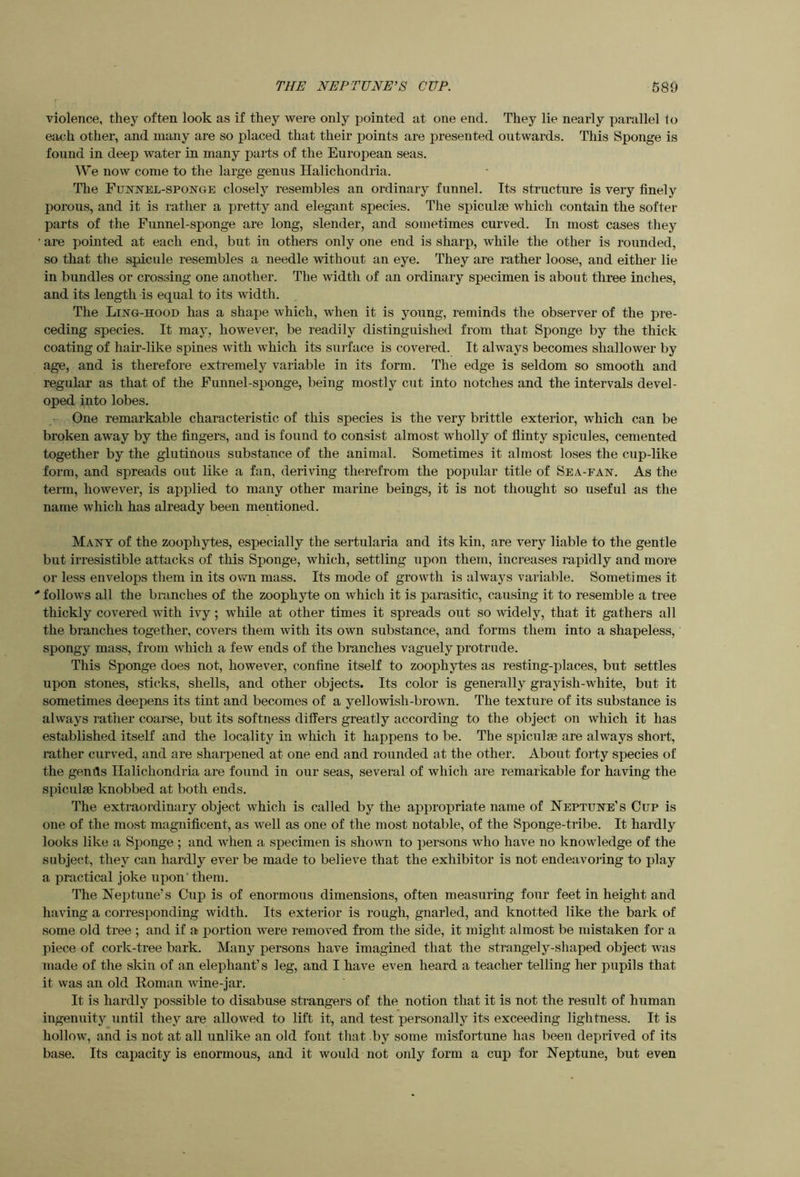 violence, they often look as if they were only pointed at one end. They lie nearly parallel to each other, and many are so placed that their points are presented outwards. This Sponge is found in deep water in many parts of the European seas. We now come to the large genus Halichondria. The Funttel-spokge closely resembles an ordinary funnel. Its structure is very finely porous, and it is rather a pretty and elegant species. The spiculse which contain the softer parts of the Funnel-sponge are long, slender, and sometimes curved. In most cases they ' are pointed at each end, but in others only one end is sharp, while the other is rounded, so that the spicule resembles a needle without an eye. They are rather loose, and either lie in bundles or crossing one another. The width of an ordinary specimen is about three inches, and its length is equal to its width. The Ling-hood has a shape which, when it is young, reminds the observer of the pre- ceding species. It may, however, be readily distinguished from that Sponge by the thick coating of hair-like spines with which its surface is covered. It always becomes shallower by age, and is therefore extremely variable in its form. The edge is seldom so smooth and regular as that of the Funnel-sponge, being mostly cut into notches and the intervals devel- oped into lobes. One remarkable characteristic of this species is the very brittle exterior, which can be broken away by the fingers, and is found to consist almost wholly of flinty spicules, cemented together by the glutinous substance of the animal. Sometimes it almost loses the cup-like form, and spreads out like a fan, deriving therefrom the jiopular title of Sea-fan. As the term, however, is applied to many other marine beings, it is not thought so useful as the name which has already been mentioned. Many of the zoophytes, especially the sertularia and its kin, are very liable to the gentle but irresistible attacks of this Sponge, which, settling upon them, increases rapidly and more or less envelops them in its own mass. Its mode of growth is always variable. Sometimes it '* follows all the branches of the zoophyte on which it is parasitic, causing it to resemble a tree thickly covered with ivy; while at other times it spreads out so widely, that it gathers all the branches together, covers them with its own substance, and forms them into a shapeless, ‘ spongy mass, from which a few ends of the branches vaguely protrude. This Sponge does not, however, confine itself to zoophytes as resting-places, but settles upon stones, sticks, shells, and other objects. Its color is generally grayish-white, but it sometimes deepens its tint and becomes of a yellowish-brown. The texture of its substance is always rather coarse, but its softness differs greatly according to the object on which it has established itself and the locality in which it happens to be. The spiculse are always short, rather curved, and are sharpened at one end and rounded at the other. About forty species of the genils Halichondria are found in our seas, several of which are remarkable for having the spiculse knobbed at both ends. The extraordinary object which is called by the appropriate name of Neptune’s Cup is one of the most magnificent, as well as one of the most notable, of the Sponge-tribe. It hardly looks like a Sponge ; and when a specimen is shown to persons who have no knowledge of the subject, they can hardly ever be made to believe that the exhibitor is not endeavoiing to play a practical joke upon’ them. The Neptune’s Cup is of enormous dimensions, often measuring four feet in height and having a corresponding width. Its exterior is rough, gnarled, and knotted like the bark of some old tree ; and if a portion were removed from the side, it might almost be mistaken for a piece of cork-tree bark. Many persons have imagined that the strangely-shaped object was made of the skin of an elephant’s leg, and I have even heard a teacher telling her pupils that it was an old Roman wine-jar. It is hardly possible to disabuse strangers of the notion that it is not the result of human ingenuity until they are allow^ed to lift it, and test personally its exceeding lightness. It is hollow, and is not at all unlike an old font that by some misfortune has been deprived of its base. Its capacity is enormous, and it would not only form a cup for Neptune, but even