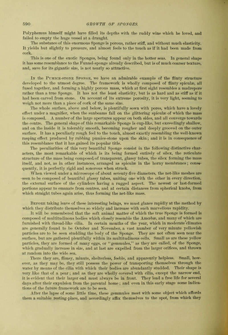Polyphemus himself might have filled its depths with the ruddy wine which he loved, and failed to empty the huge vessel at a draught. The substance of this enormous Sponge is porous, rather stiff, and without much elasticity. It yields but slightly to pressure, and almost feels to the touch as if it had been made from cork. This is one of the exotic Sponges, being found only in the hotter seas. In general shape it has some resemblance to the Funnel-sponge already described, but is of much coarser texture, and, save for its gigantic size, is not nearly so attractive. In the Pumice-stone Sponge, we have an admirable example of the flinty structure developed to the utmost degree. The framework is wholly composed of flinty spiculse, all fused together, and forming a highly porous mass, which at first sight resembles a madrepore rather than a true Sponge. It has not the least elasticity, but is as hard and as stiff as if it had been carved from stone. On account of its extreme porosity, it is very light, seeming to weigh not more than a piece of cork of the same size. The whole surface, above and below, is plentifully sown with pores, which have a lovely effect under a magnifier, when the sunbeams fall on the glittering spiculse of which the mass is composed. A number of the large apertures appear on both sides, and all converge towards the centre. The general shape of this remarkable Sponge is cup-like, but exceedingly shallow, and on the inside it is tolerably smooth, becoming rougher and deeply grooved on the outer surface. It has a peculiarly rough feel to the touch, almost exactly resembling the well-known rasping effect produced by rubbing pumice-stone upon the skin; and it is in consequence of this resemblance that it has gained its popular title. The peculiarities of this very beautiful Sponge consist in the following distinctive char- acters, the most remarkable of which is its being formed entirely of silex, the reticulate structure of the mass being composed/of transparent, glassy tubes, the silex forming the mass itself, and not, as in other instances, arranged as spiculse in the horny membranes ; conse- quently, it is perfectly rigid and sonorous when struck. When viewed under a microscope of about seventy-five diameters, the net-like meshes are •seen to be composed of beautiful glassy tubes, uniting one with the other in every direction, the external surface of the cylinders having a rugged aspect. The newest or last-formed portions appear to emanate from centres, and at certain distances from spherical knobs, from which straight tubes again arise, thus forming the net-like mass. Befoee taking leave of these interesting beings, we must glance rapidly at the method by which they distribute themselves so widely and increase with such marvellous rapidity. It will be remembered that the soft animal matter of which the true Sponge is formed is composed of multitudinous bodies which closely resemble the Amoebie, and many of which are furnished with thread-like cilia. In certain months of the year, which in moderate climates are generally found to be October and November, a vast number of very minute yellowish particles are to be seen studding the body of the Sponge. They are not often seen near the surface, but are gathered plentifully within its multitudinous cells. Small as are these yellow particles, they are formed of many eggs, or “gemmules,” as they are called, of the Sponge, which gradually increase in size, and at last are expelled from the larger orifices, and thrown at random into the wide sea. There they are, flimsy, minute, shelterless, feeble, and apparently helpless. Small, how- ever, as they may be, they still possess the power of transporting themselves through the water by means of the cilia with which their bodies are abundantly studded. Their shape is very like that of a pear; and as they are wholly covered with cilia, except the narrow end, it is evident that their larger end must always be in front. They lead a free life for several days after their expulsion from the parental home ; and even in this early stage some indica- tions of the future framework are to be seen. After the lapse of some little time, these gemmules meet with some object which affords them a suitable resting-place, and accordingly affix themselves to the spot, from which they