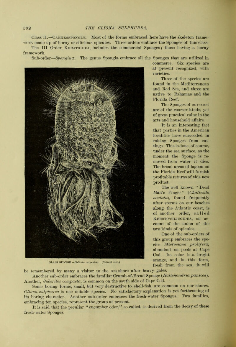 Class II.—Cakneospongi^. Most of the forms embraced here have the skeleton frame work made up of horny or silicious spicules. Three orders embrace the Sponges of this class. The III. Order, Keratoidea, includes the commercial Sponges; those having a horny framework. Sub-order—Spongince. The genus Spongia embrace all the Sponges that are utilized in commerce. Six species are at present recognized, with varieties. Three of the species are found in the Mediterranean and Red Sea, and three are native to Bahamas and the Florida Reef. The Sponges of our coast are of the coarser kinds, yet of great practical value in the arts and household affairs. It is an interesting fact that parties in the American localities have succeeded in raising Sponges from cut- tings. This is done, of course, under the sea surface, as the moment the Sponge is re- moved from water it dies. The broad areas of lagoon on the Florida Reef will furnish profitable returns of this new product. The well known “ Dead Man’s Finger ’ ’ (CJialinula oculata), found frequently after storms on our beaches along the Atlantic coast, is of another order, called Keroto-silicoidea, on ac- count of the union of the two kinds of spicules. One of the sub-orders of this group embraces the spe- cies Microdona prolifera^ abundant on pools at Cape Cod. Its color is a bright orange, and in this foian, fresh from the sea, it will be remembered by many a visitor to the sea-shore after heavy gales. Another sub-order embraces the familiar Crumb-of-Bread Sponge {Halichondria panicea). Another, Suberites compacta, is common on the south side of Cape Cod. Some boring forms, small, but very destructive to shell-fish, are common on our shores. Cliona sulpTmrea is one notable species. No satisfactory explanation is yet forthcoming of its boring character. Another sub-order embraces the fresh-water Sponges. Two families, embracing ten species, represent the group at present. It is said that the peculiar “cucumber odor,” so called, is derived from the decay of these fresh-water Sponges. GLASS SPONGE.—carpenteri. (Natural size.)