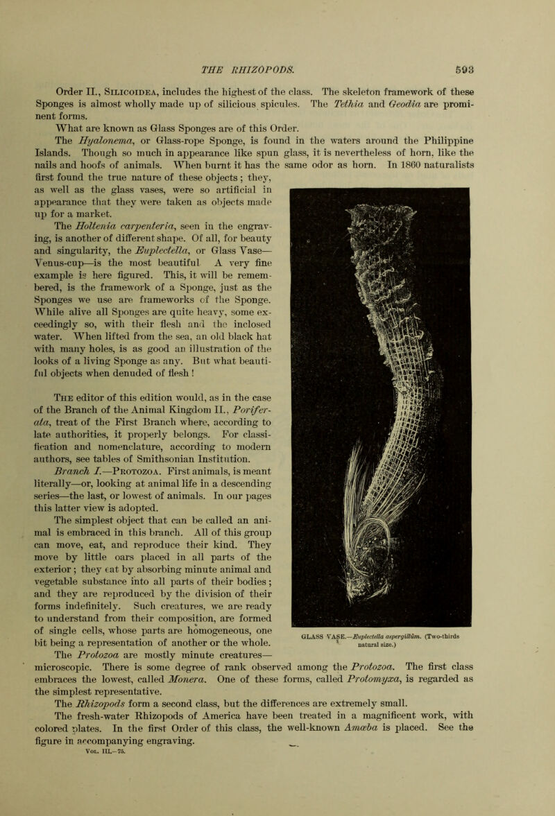 Order II., Silicoidea, includes the highest of the class. The skeleton framework of these Sponges is almost wholly made up of silicious spicules. The Tethia and Geodia are promi- nent forms. What are known as Glass Sponges are of this Order. The Hyalonema, or Glass-rope Sponge, is found in the waters around the Philippine Islands. Though so much in appearance like spun glass, it is nevertheless of horn, like the nails and hoofs of animals. When burnt it has the same odor as horn. In 1860 naturalists first found the true nature of these objects ; they, as well as the glass vases, were so artificial in appearance tliat they Avere taken as objects made up for a market. The Holtenia carpenteria, seen in the engrav- ing, is another of different shape. Of all, for beauty and singularity, the Euplectella, or Glass Vase— Yenus-cup—is the most beautiful A very fine example is here figured. This, it will be remem- bered, is the framework of a Sponge, just as the Sponges we use are frameworks of the Sponge. While alive all Sponges are quite heavy, some ex- ceedingly so, with their flesh and the inclosed water. When lifted from the sea, an old black hat with many holes, is as good an illustration of the looks of a living Sponge as any. But Avhat beauti- ful objects when denuded of flesh ! The editor of this edition would, as in the case of the Branch of the Animal Kingdom II., Porifer- ata, treat of the First Branch where, according to late authorities, it properly belongs. For classi- fication and nomenclature, according to modern authors, see tables of Smithsonian Institution. Branch I.—Protozoa. First animals, is meant literally—or, looking at animal life in a descending series—the last, or loAvest of animals. In our j>ages this latter view is adopted. The simplest object that can be called an ani- mal is embraced in this branch. All of this group can move, eat, and reproduce their kind. They move by little oars placed in all parts of the exterior ; they eat by absorbing minute animal and vegetable substance into all parts of their bodies; and they are reproduced by the division of their forms indefinitely. Such creatures, we are ready to understand from their composition, are formed of single cells, whose parts are homogeneous, one bit being a representation of another or the whole. The Protozoa are mostly minute creatures— microscopic. There is some degree of rank observed among the Protozoa. The first class embraces the lowest, called Monera. One of these forms, called Protomyxa, is regarded as the simplest representative. The RMzopods form a second class, but the differences are extremely small. The fresh-water Rhizopods of America have been treated in a magnificent work, Avith colored plates. In the first Order of this class, the well-known Amoeba is placed. See the figure in accompanying engraving. _ VoL. IU.-75. GLASS YASE.—EaplecteUa aspergillum. (Two-thirds natoral size.)